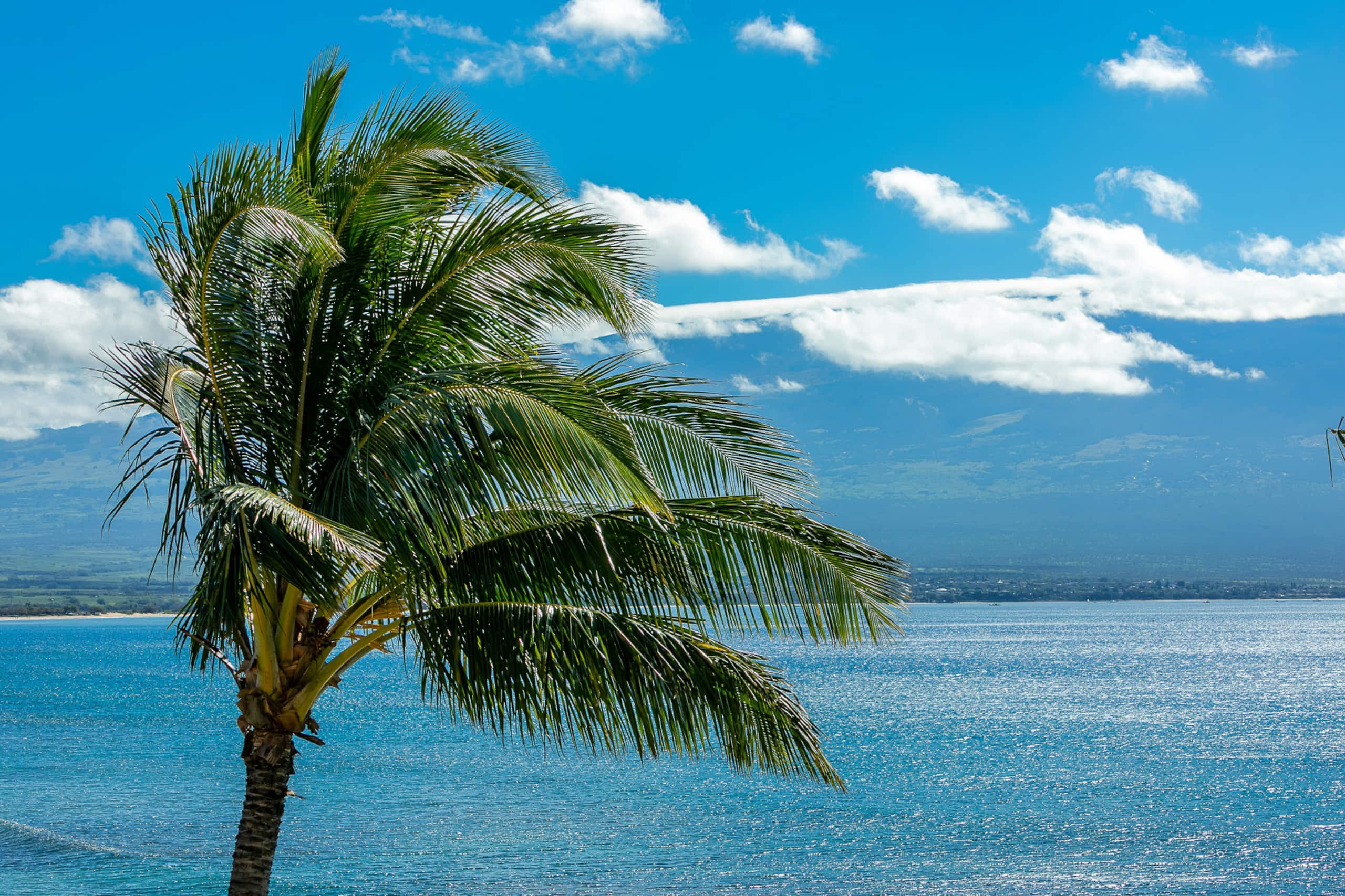 Condo in Wailuku · ★4.66 · 2 bedrooms · 3 beds · 2 shared baths - Image 37