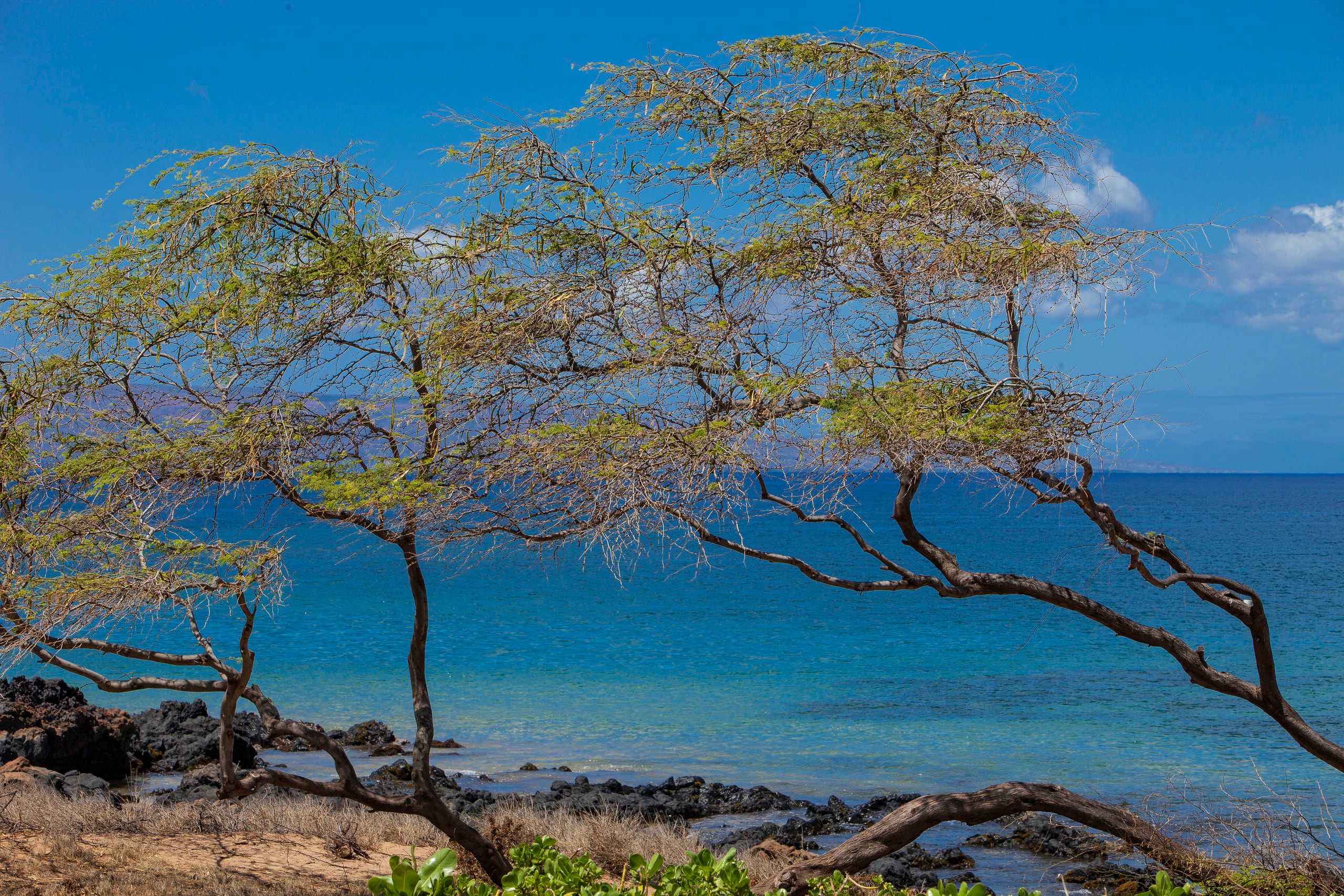 Condo in Kihei · ★4.67 · 1 bedroom · 2 beds · 1 bath - Image 30