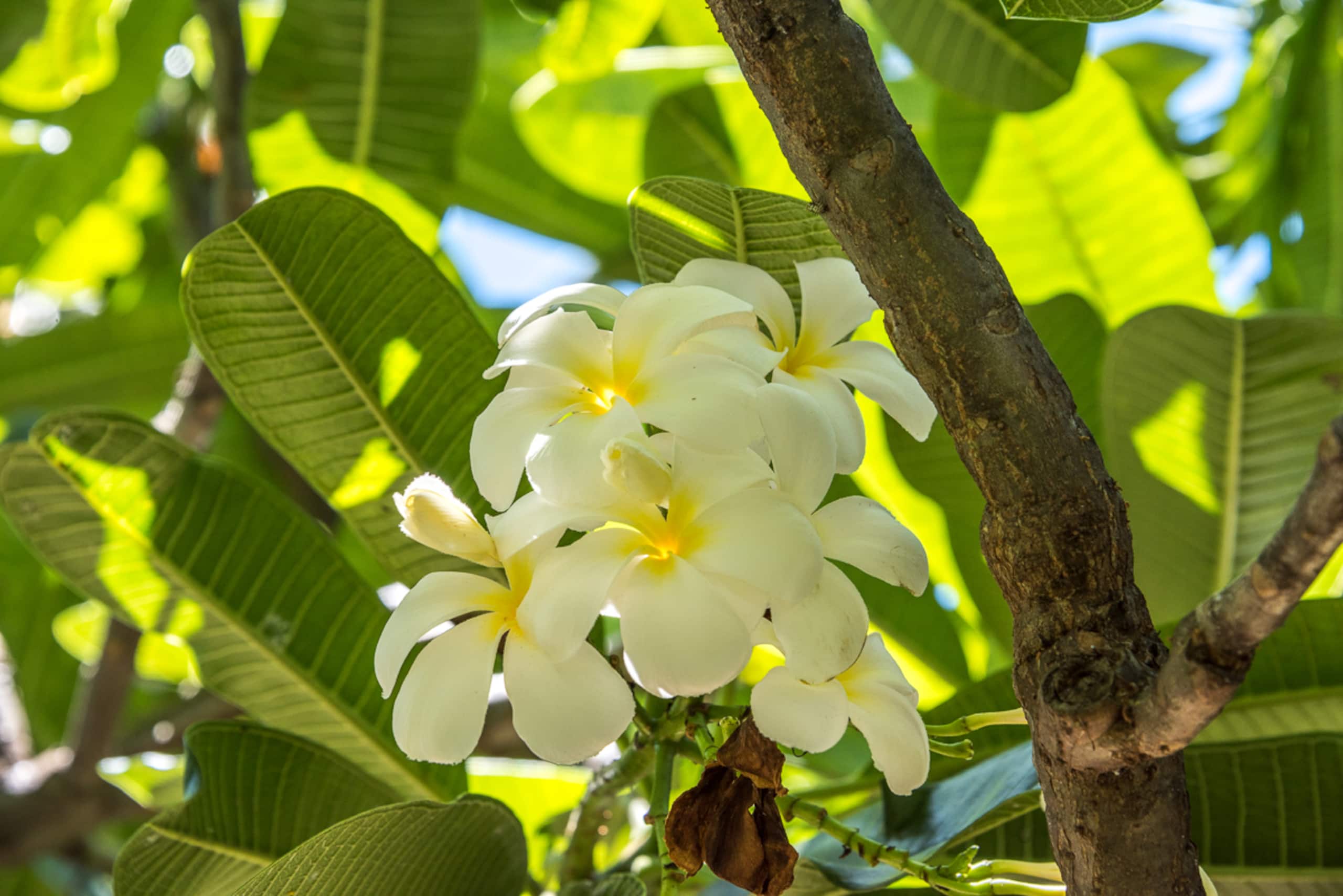 Condo in Koloa · ★4.89 · 3 bedrooms · 4 beds · 3 baths - Photo 56