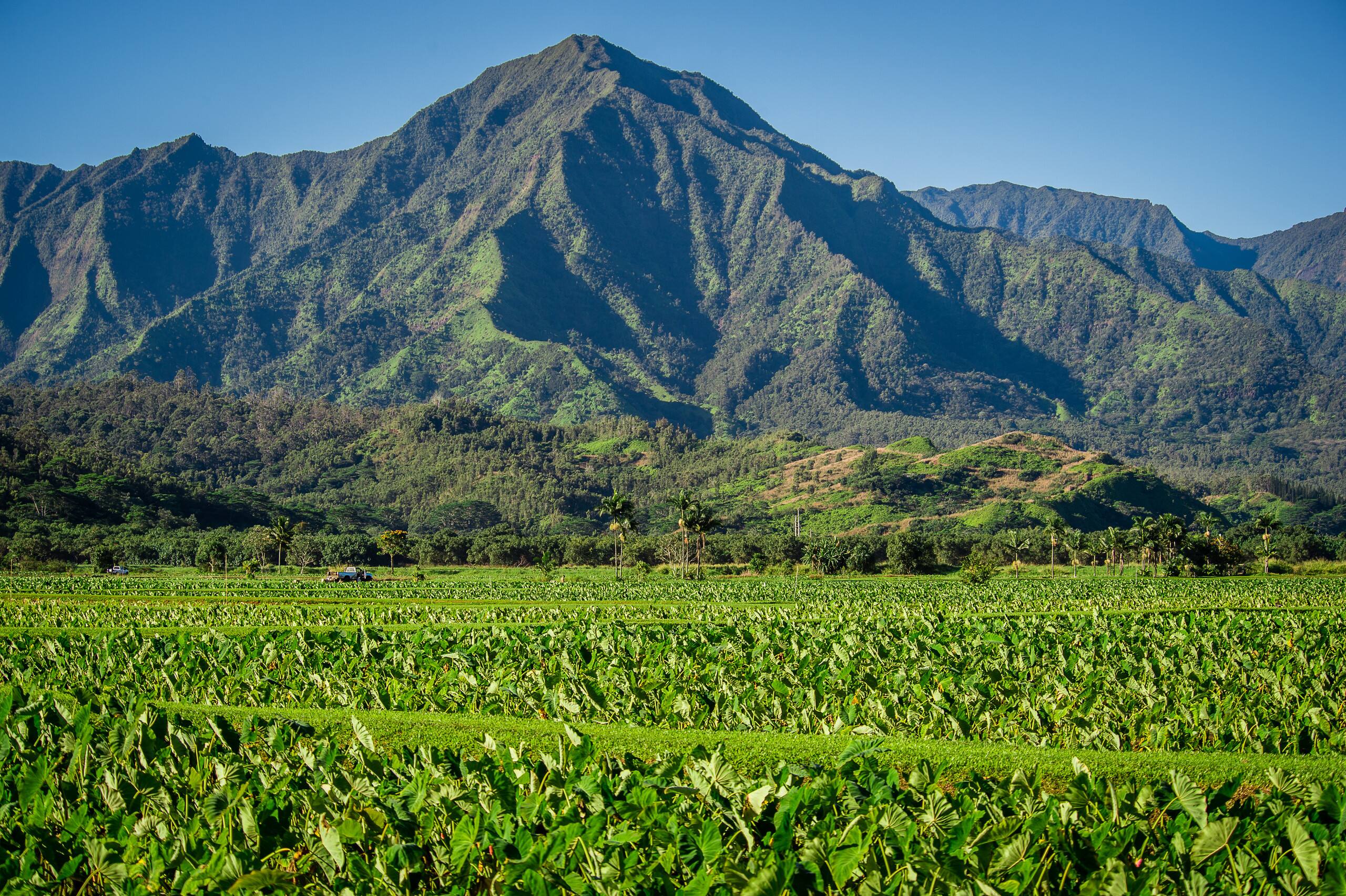 Condo in Princeville · ★5.0 · 2 bedrooms · 3 beds · 3 baths - Image 39
