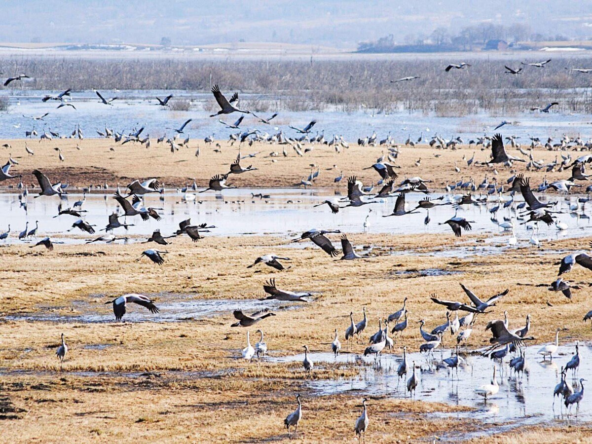 Numerous cranes are observed in flight and on the ground across a wetland area. The scene includes a mix of grasses and shallow water, with many birds scattered throughout the landscape, showcasing the natural habitat and diverse bird activity.