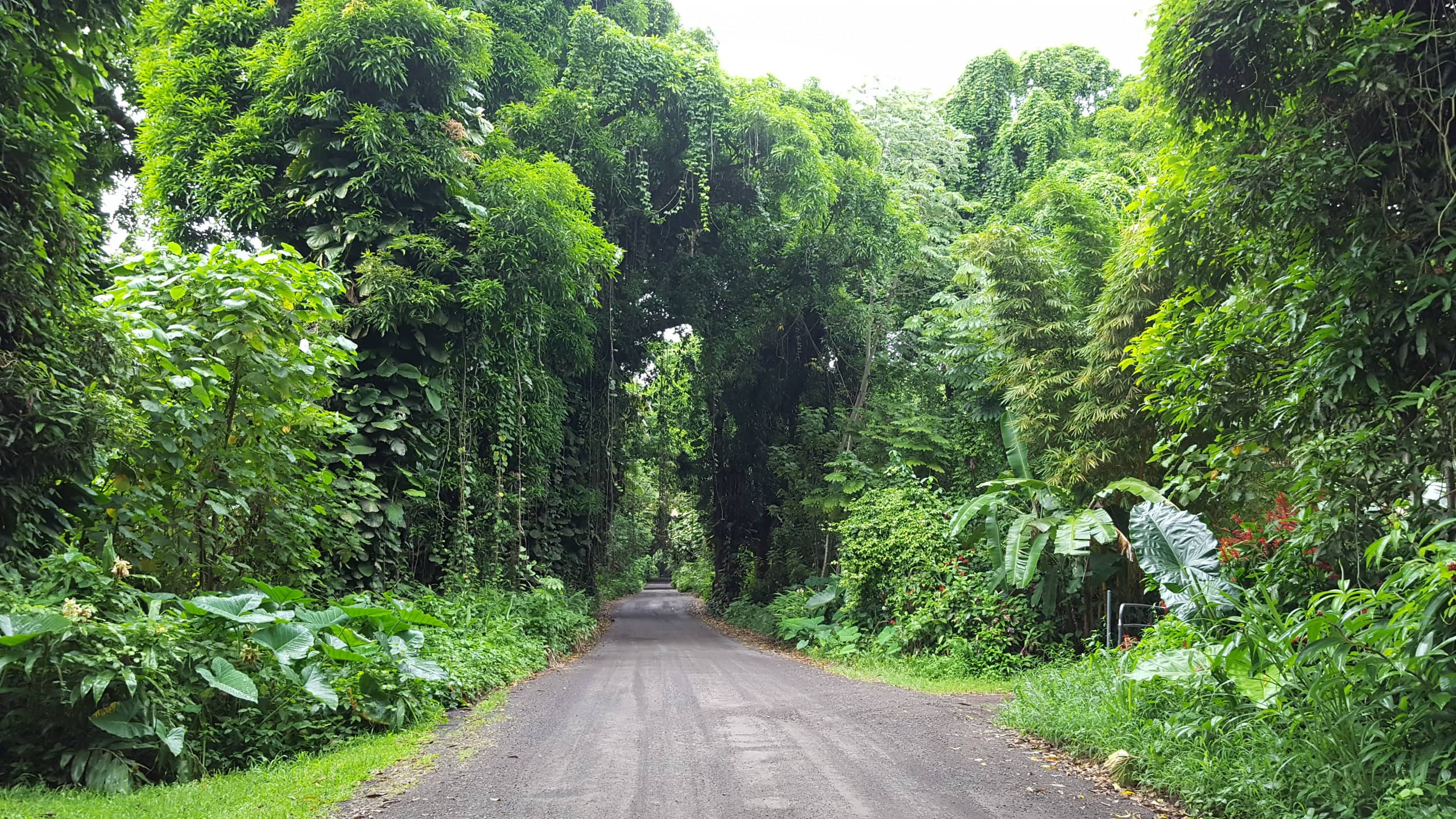 Home in Pahoa · ★4.94 · 3 bedrooms · 3 beds · 3 private baths - Image 8