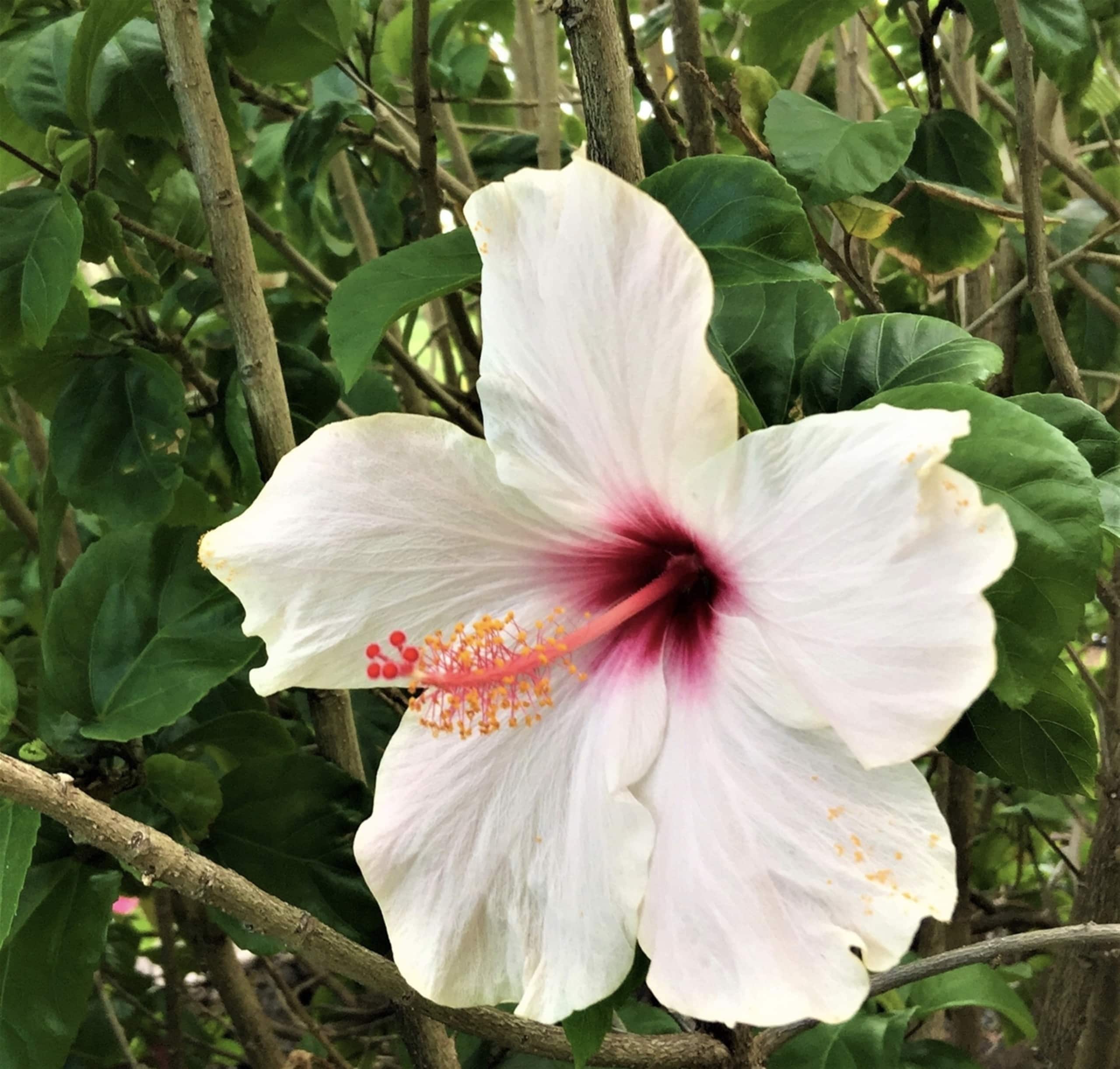Condo in Naalehu · ★4.85 · Studio · 2 beds · 1 private bath - Image 12