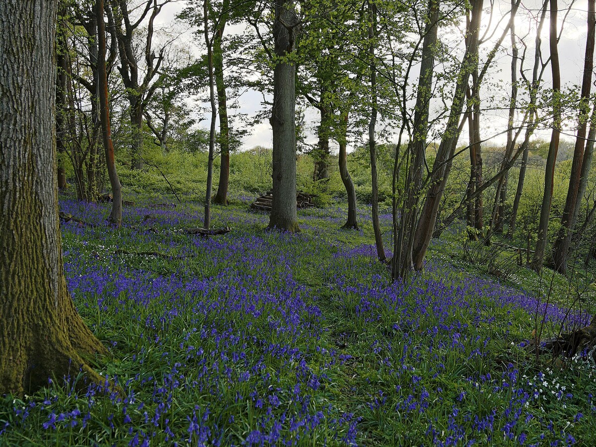 A serene woodland scene is displayed, with trees rising gracefully from a carpet of vibrant bluebells. The rich green foliage surrounds the area, enhancing the natural beauty of the landscape, while soft light filters through the branches, creating a tranquil atmosphere.