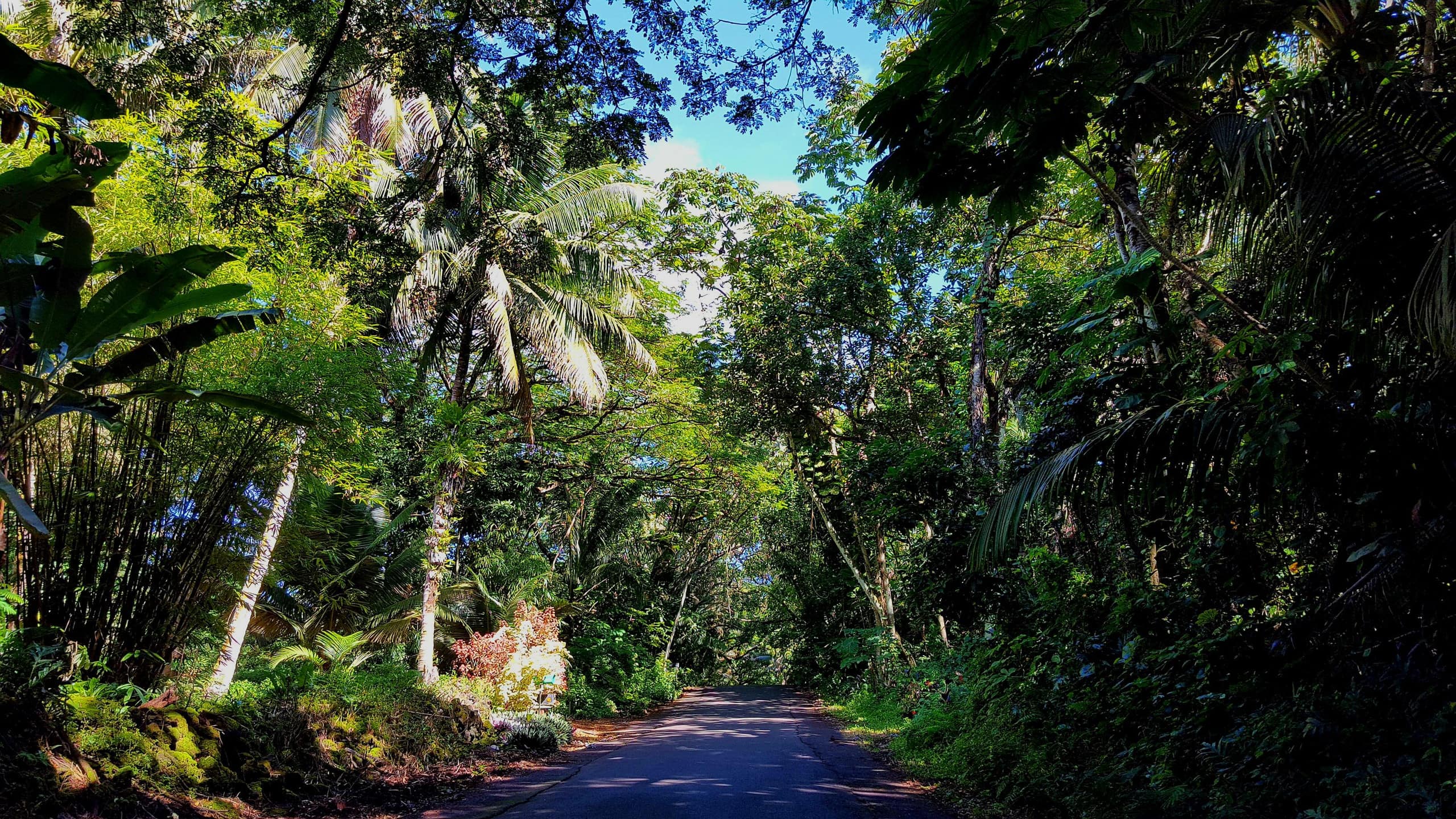 Home in Volcano · ★4.81 · 1 bedroom · 1 bed · 1 bath - Image 26