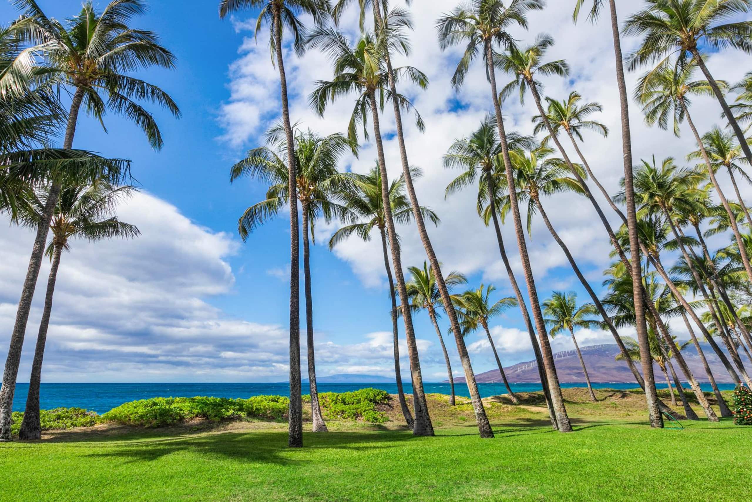 Condo in Kihei · ★4.98 · 1 bedroom · 2 beds · 1 bath - Image 23