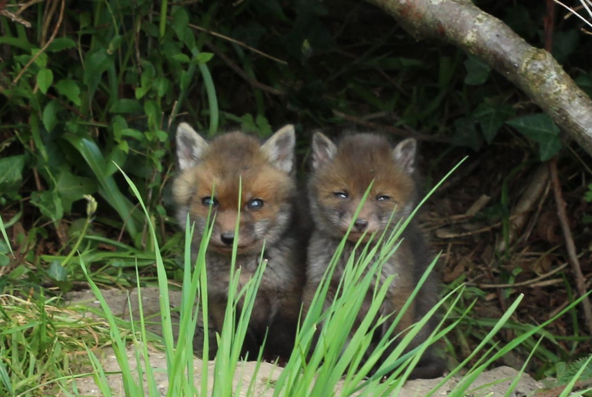 Two young foxes are spotted nestled among greenery, providing a glimpse of the local wildlife. Lush grass frames the scene, accentuating the creatures' natural habitat. Twigs and foliage are visible in the background, contributing to the tranquil setting.