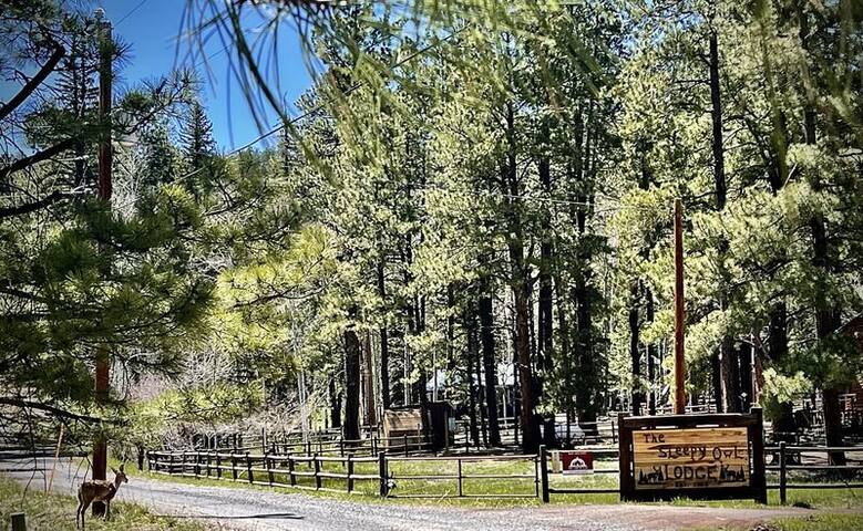 Greer Cabin Keepers managed Airbnb listing 3