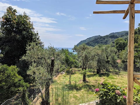 daria's home | seaside garden