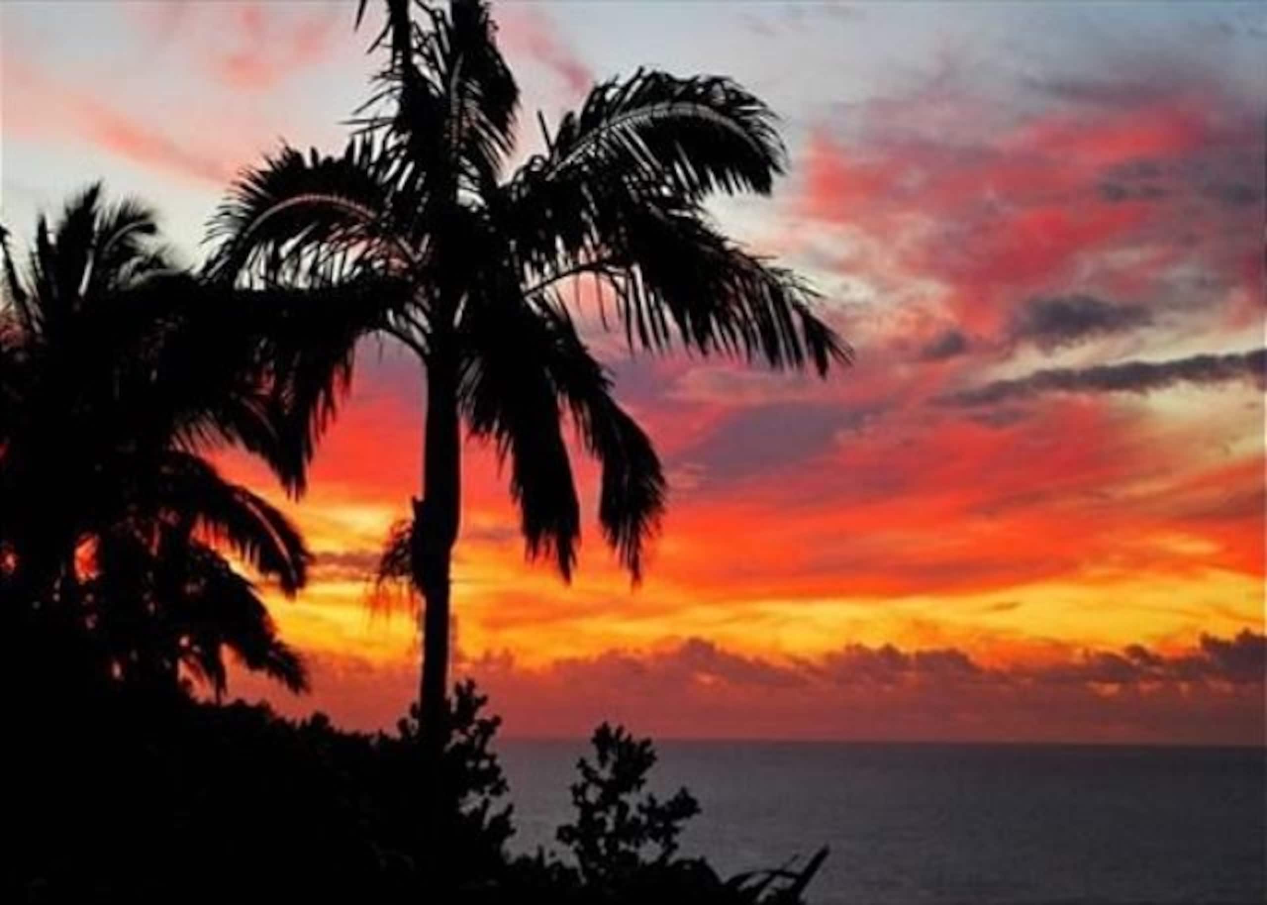 Home in Laupahoehoe · ★4.94 · 3 bedrooms · 3 beds · 3 baths - Photo 43
