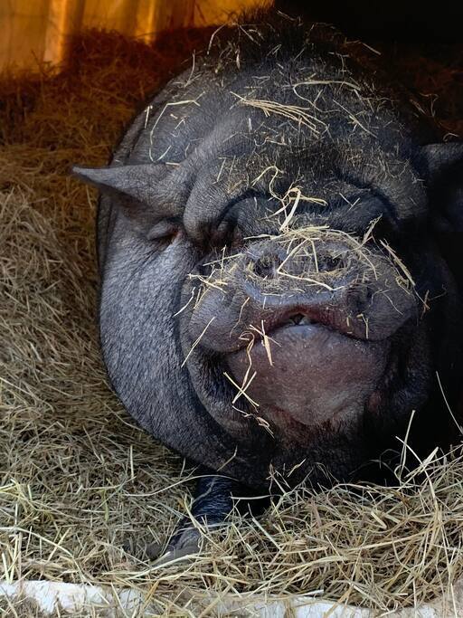 A potbelly pig rests comfortably on a bed of straw, with bits of hay scattered on its snout. The pig's relaxed expression suggests contentment, showcasing its wrinkles and rounded form. Soft lighting highlights the textures of the pig's fur and the hay, creating a calm atmosphere.