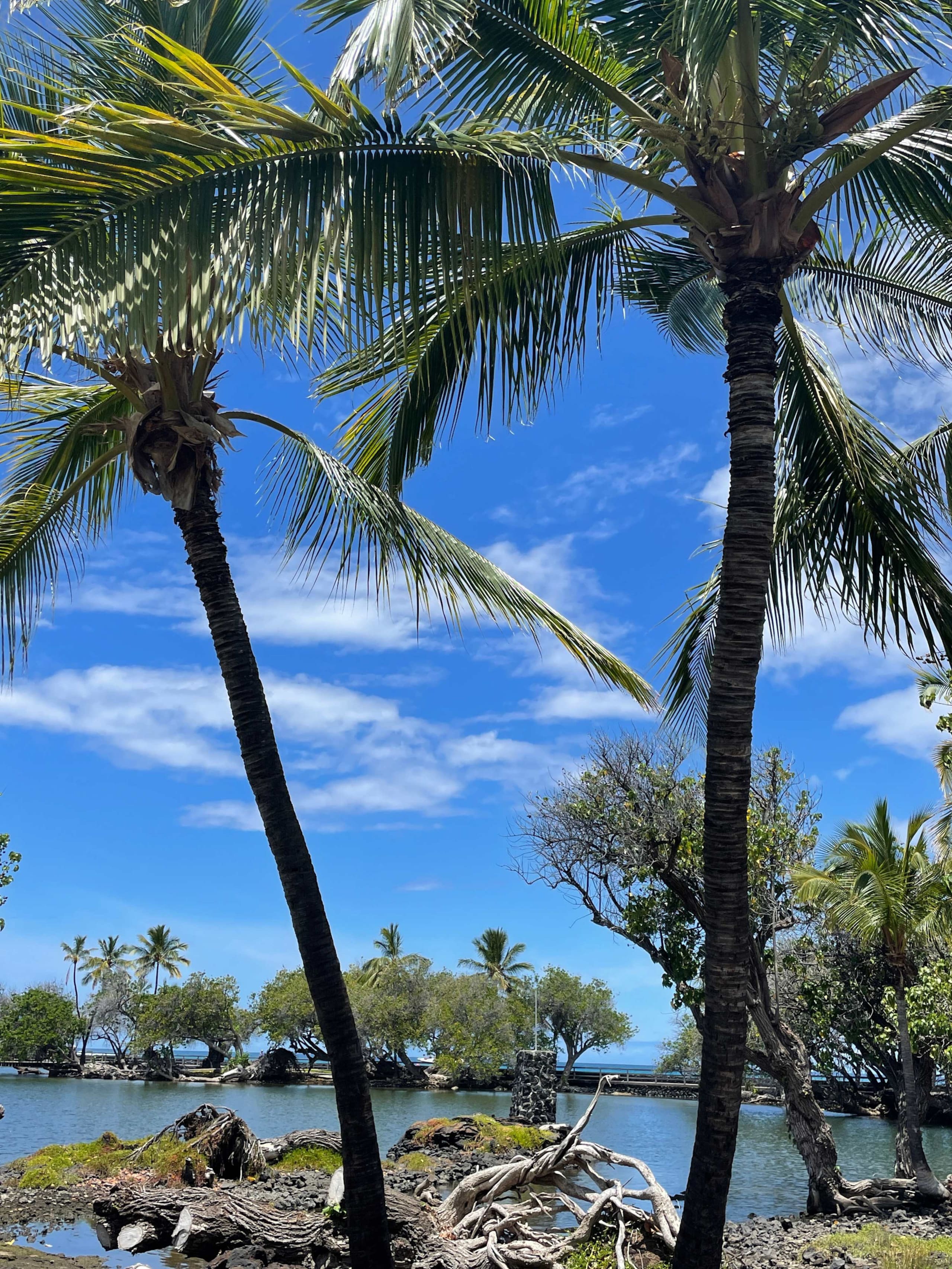 Townhouse in Waimea · ★4.85 · 3 bedrooms · 5 beds · 3 private baths - Image 86