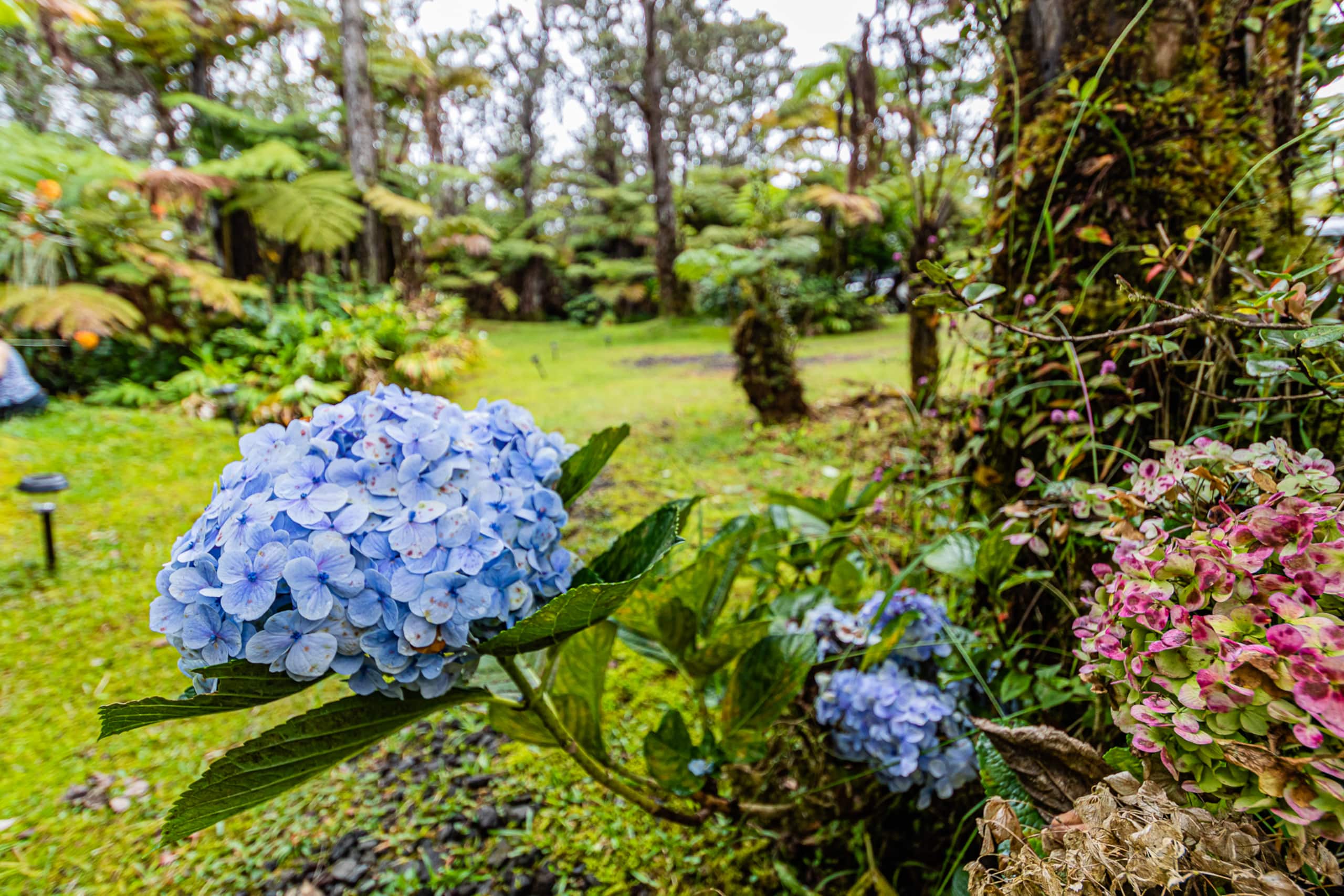 Home in Volcano · ★4.9 · 1 bedroom · 1 bed · 1 bath - Image 23