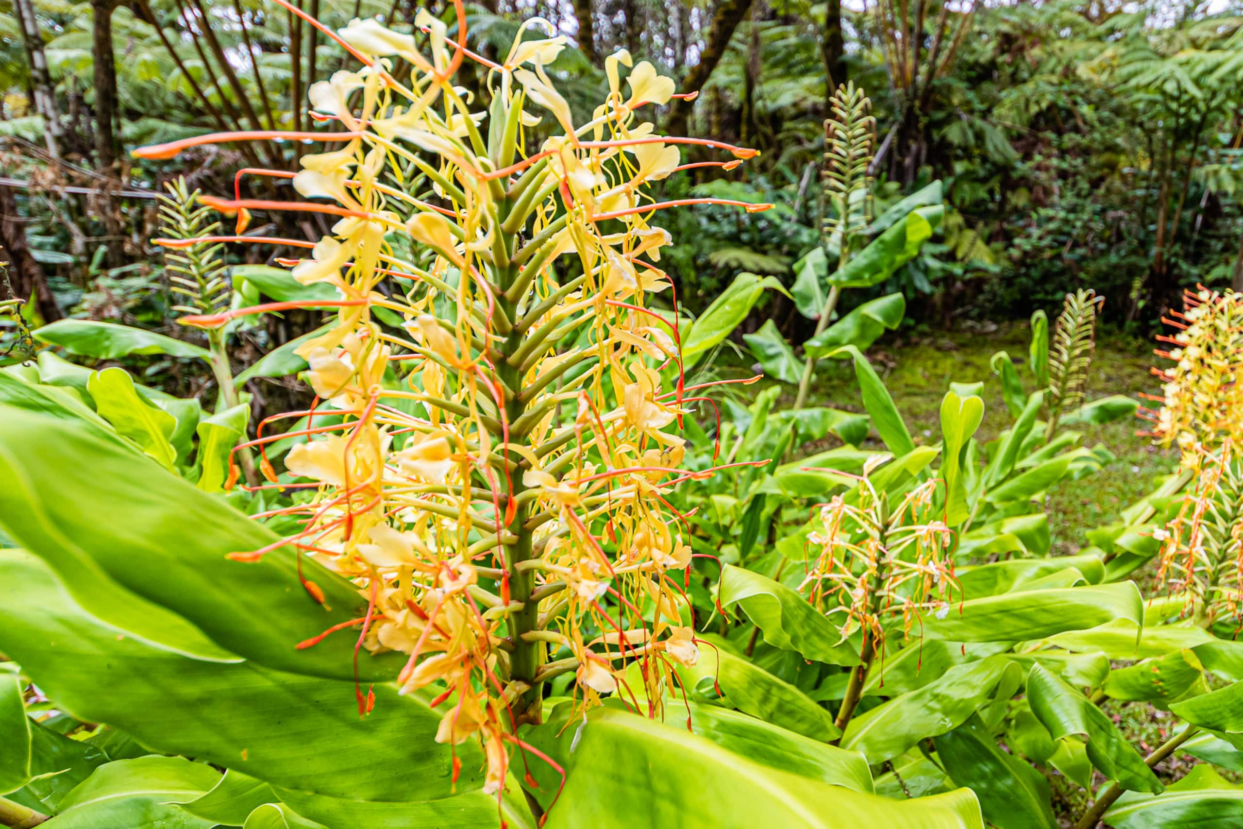 Home in Volcano · ★4.9 · 1 bedroom · 1 bed · 1 bath - Image 24