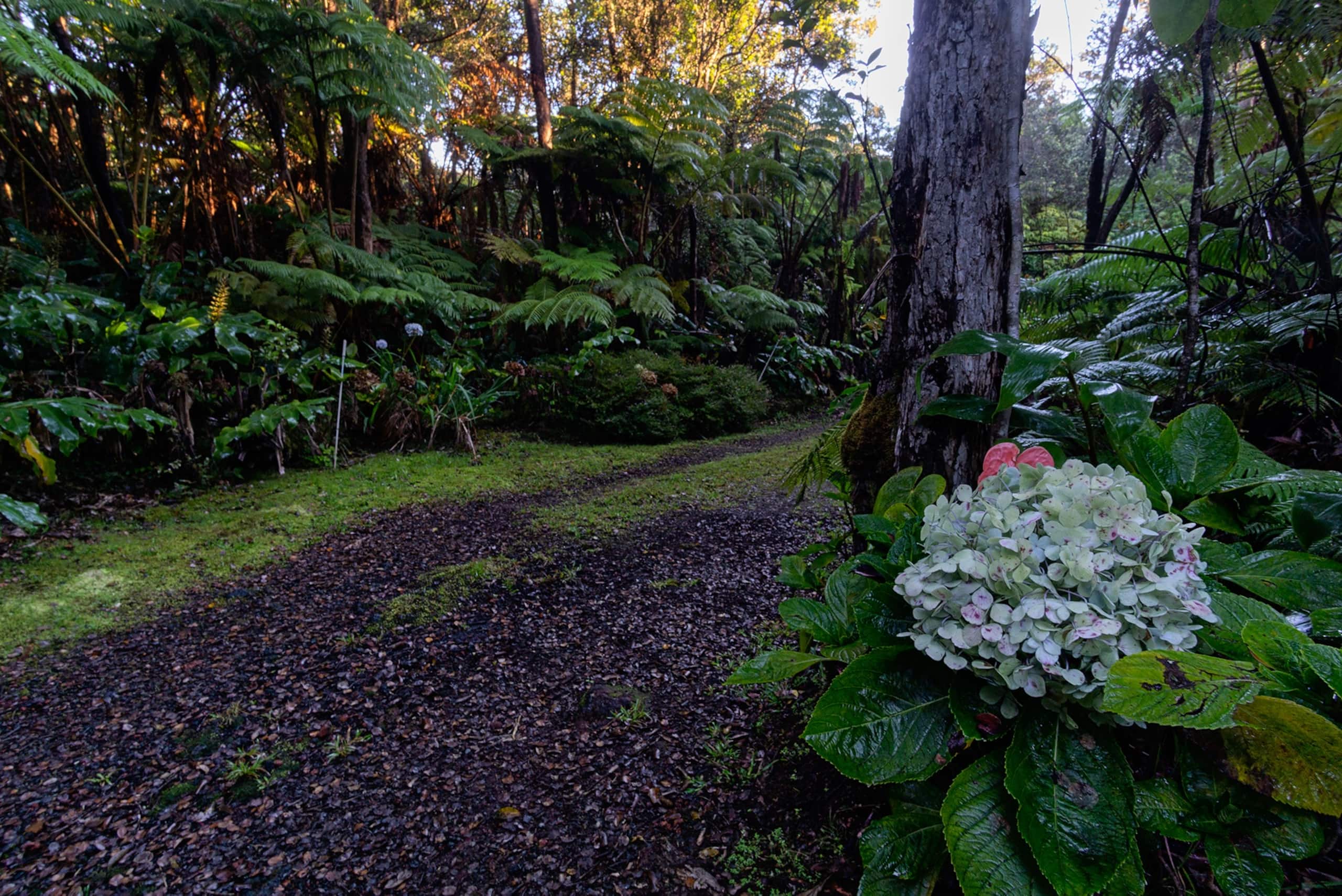 Home in Volcano · ★4.43 · 3 bedrooms · 5 beds · 2 private baths - Image 18