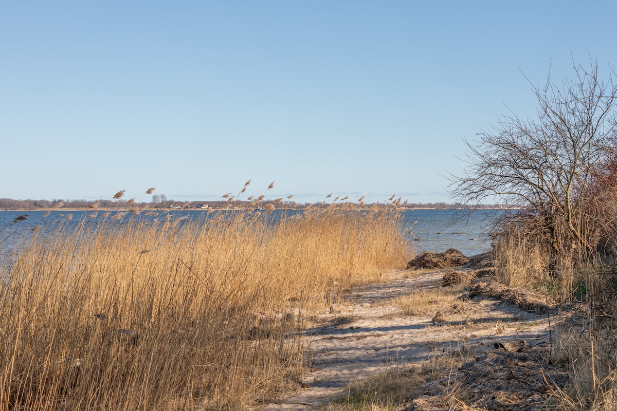 A serene pathway leads along the shoreline, framed by tall golden reeds. The calm blue waters of the Greifswalder Bodden stretch into the distance, under a clear sky. Soft sandy areas are visible, inviting leisurely walks in a relaxing natural setting.