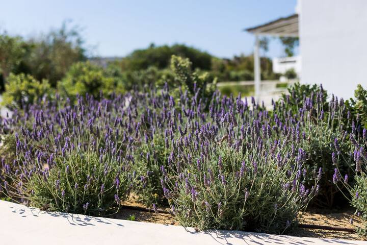 Villa Matina Plaka Villas Naxos gallery image 4