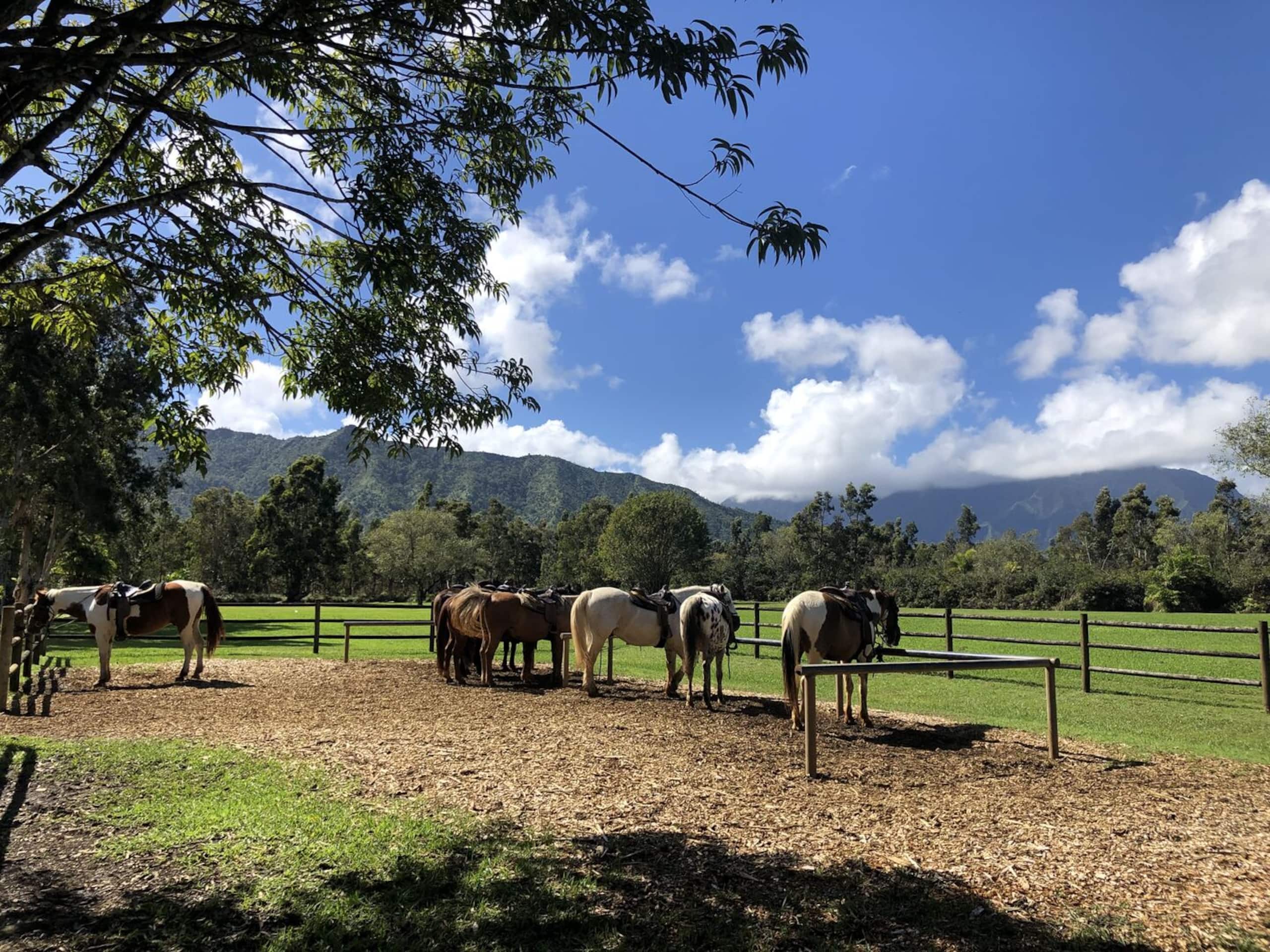Townhouse in Princeville · ★4.95 · 3 bedrooms · 5 beds · 2.5 private baths - Image 52
