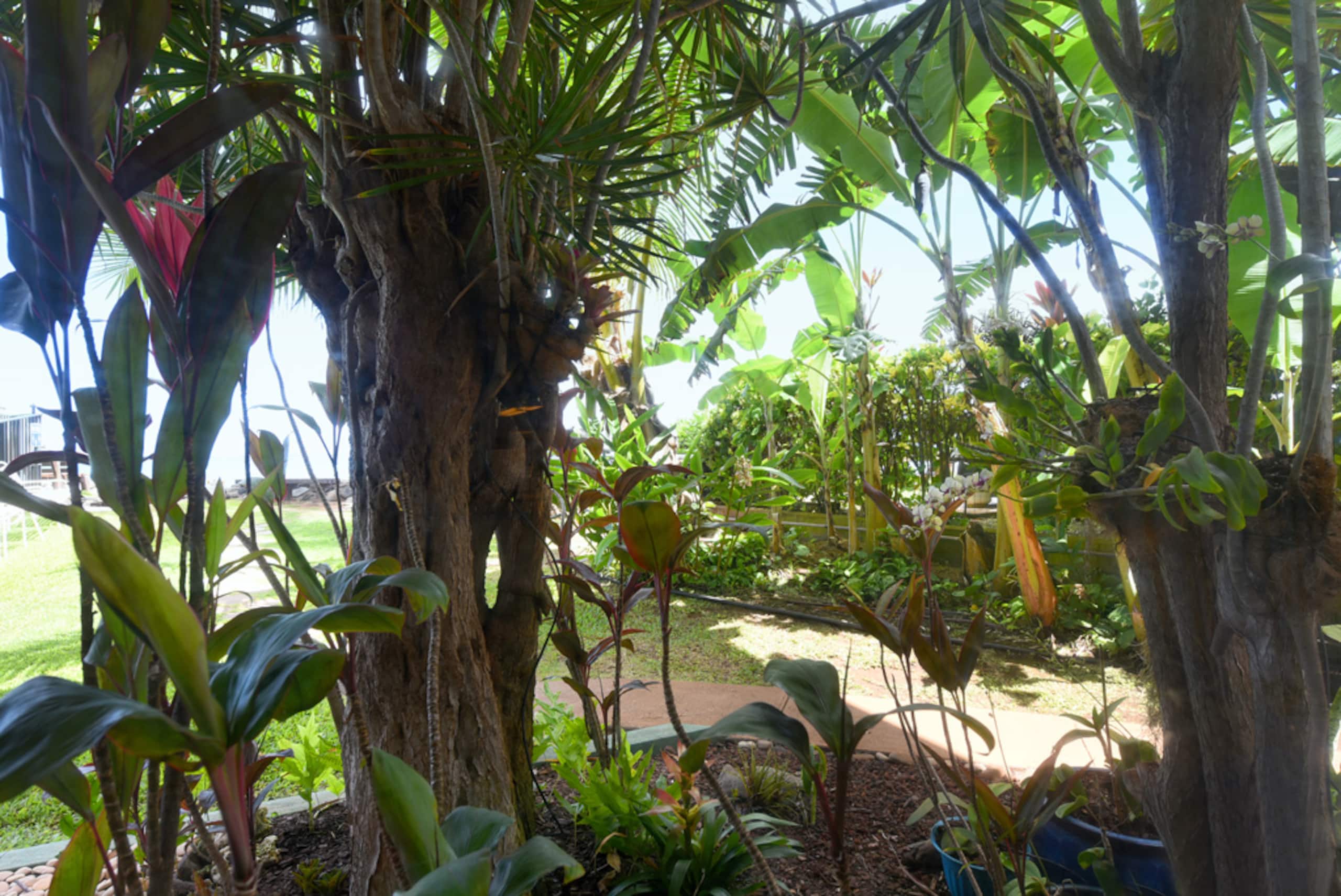 Condo in Lahaina · ★4.79 · 2 bedrooms · 3 beds · 1 private bath - Image 18