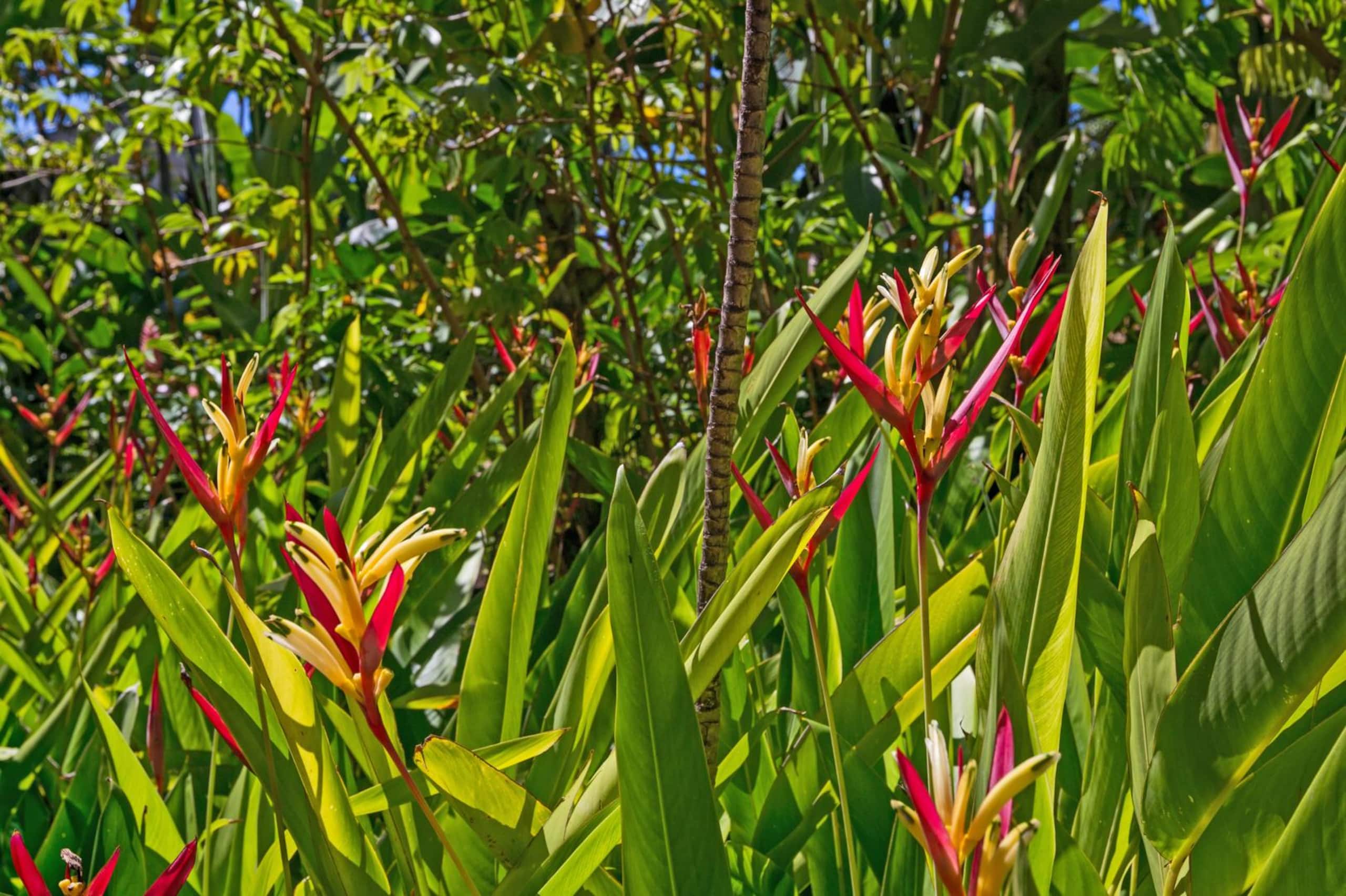 Condo in Lahaina · ★4.6 · 1 bedroom · 1 bed · 1 bath - Image 54