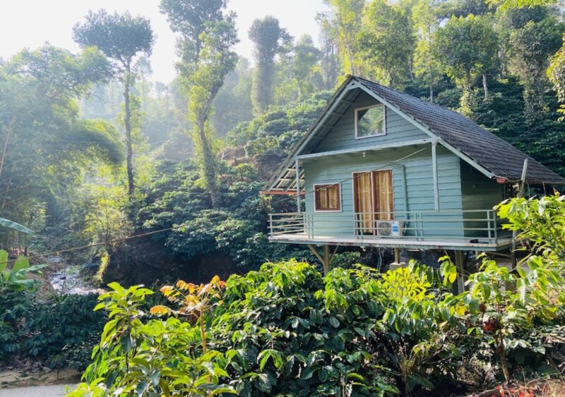 A charming wooden cabin is perched amid lush greenery, with large windows allowing views of the surrounding foliage. A small balcony is visible, inviting guests to enjoy the tranquil setting near a natural stream nestled within a coffee plantation.