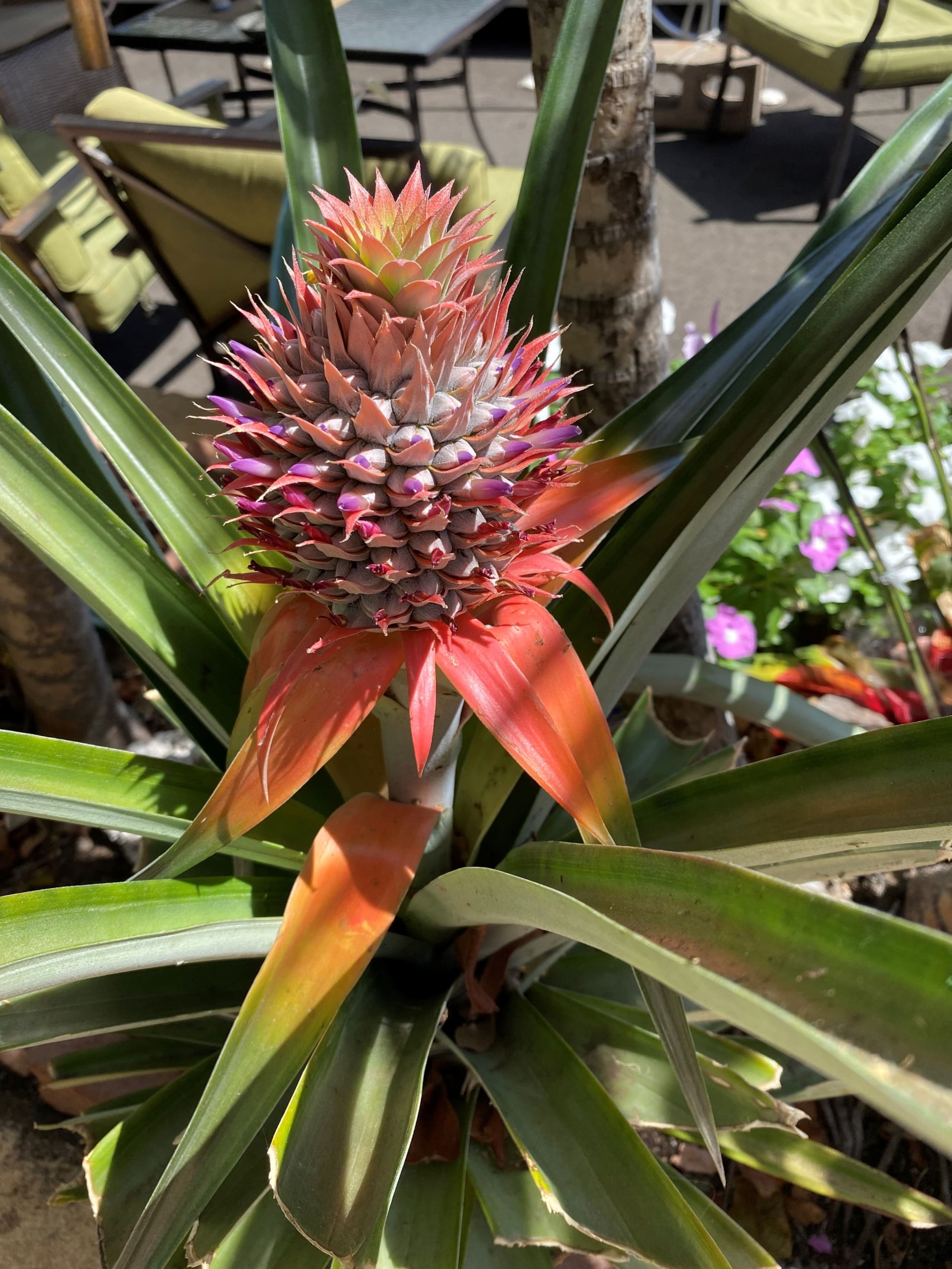 Condo in Lahaina · ★4.85 · 1 bedroom · 1 bed · 1 private bath - Image 29
