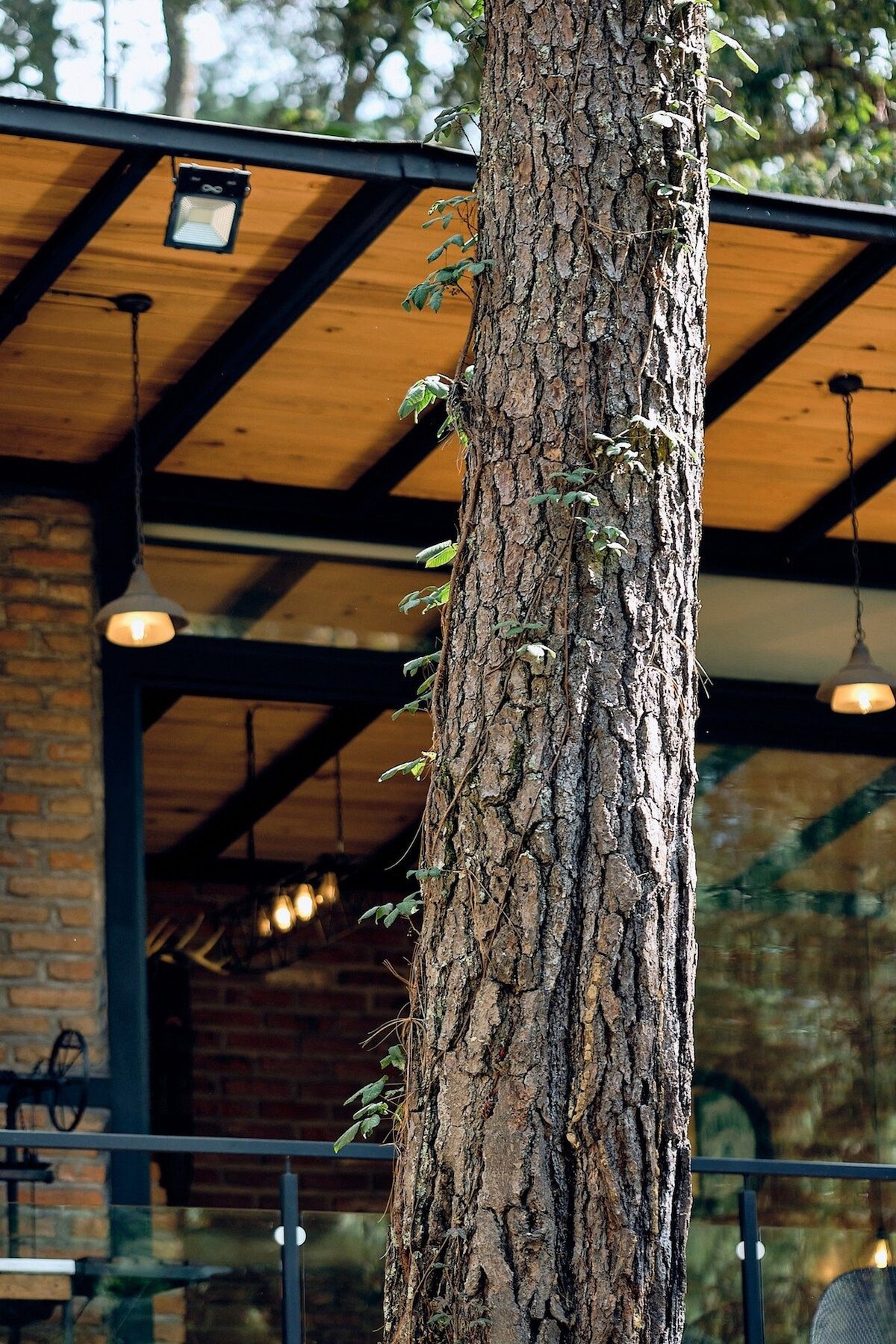 A close-up of a tall tree trunk displays its textured bark, while a modern roof structure and warm wooden ceiling are visible in the background. Soft lighting fixtures hang above, contributing to the natural ambiance of the space.