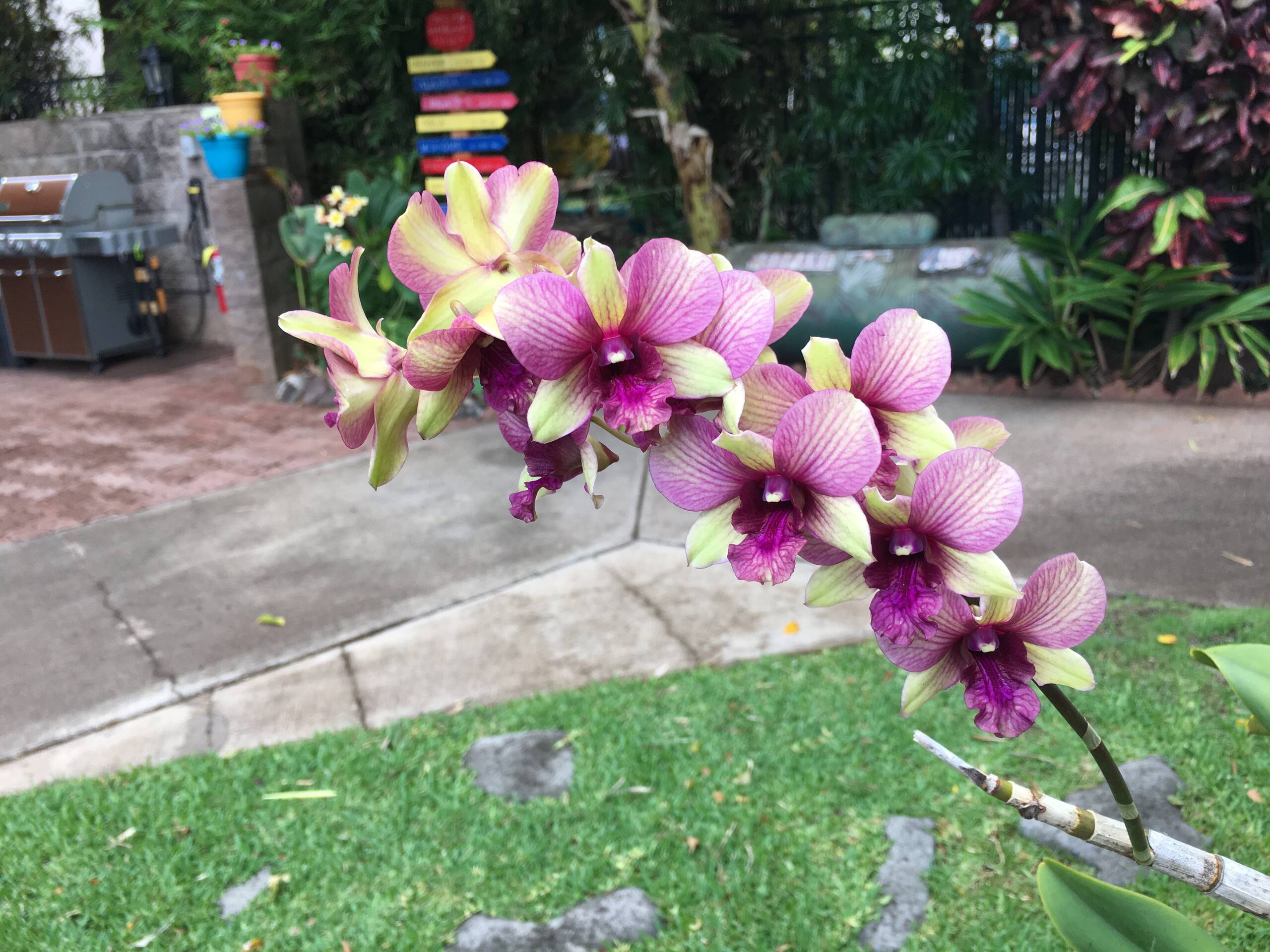 Condo in Lahaina · ★4.98 · 1 bedroom · 1 bed · 1 private bath - Image 3