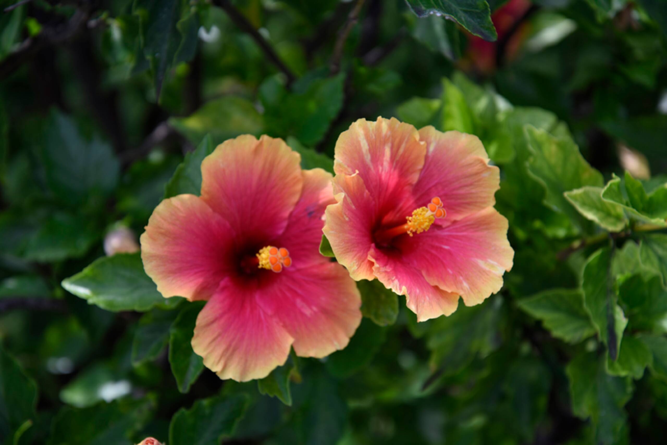 Condo in Lahaina · ★4.83 · 1 bedroom · 1 bed · 1 private bath - Image 45