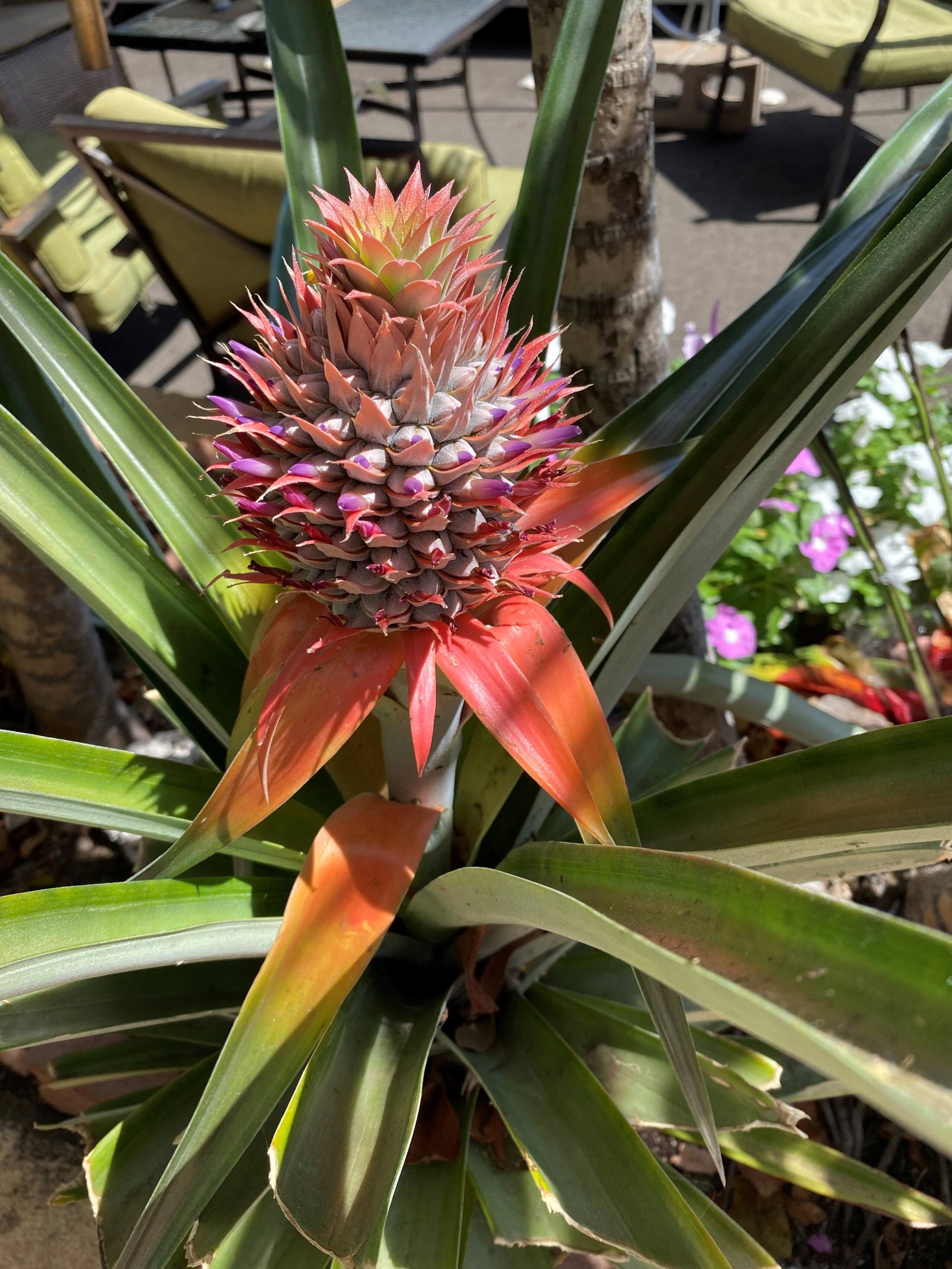 Condo in Lahaina · ★4.83 · 1 bedroom · 1 bed · 1 private bath - Image 27
