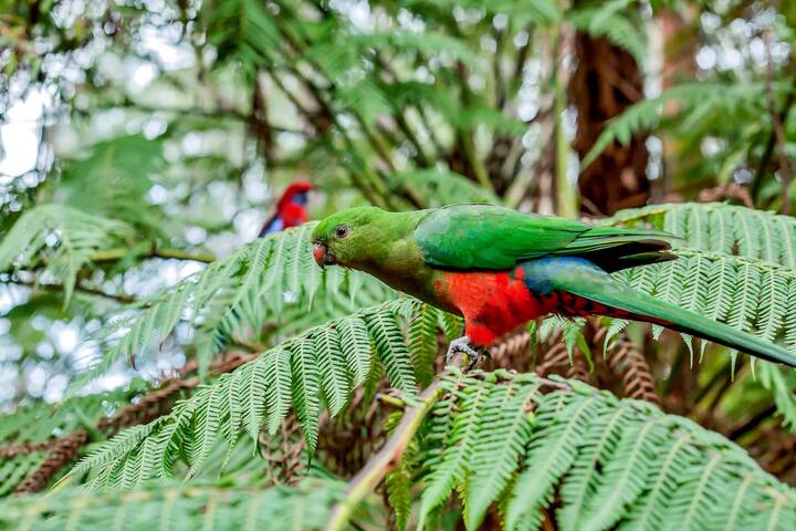 Brook Cottage: Private rainforest with river gallery image 3