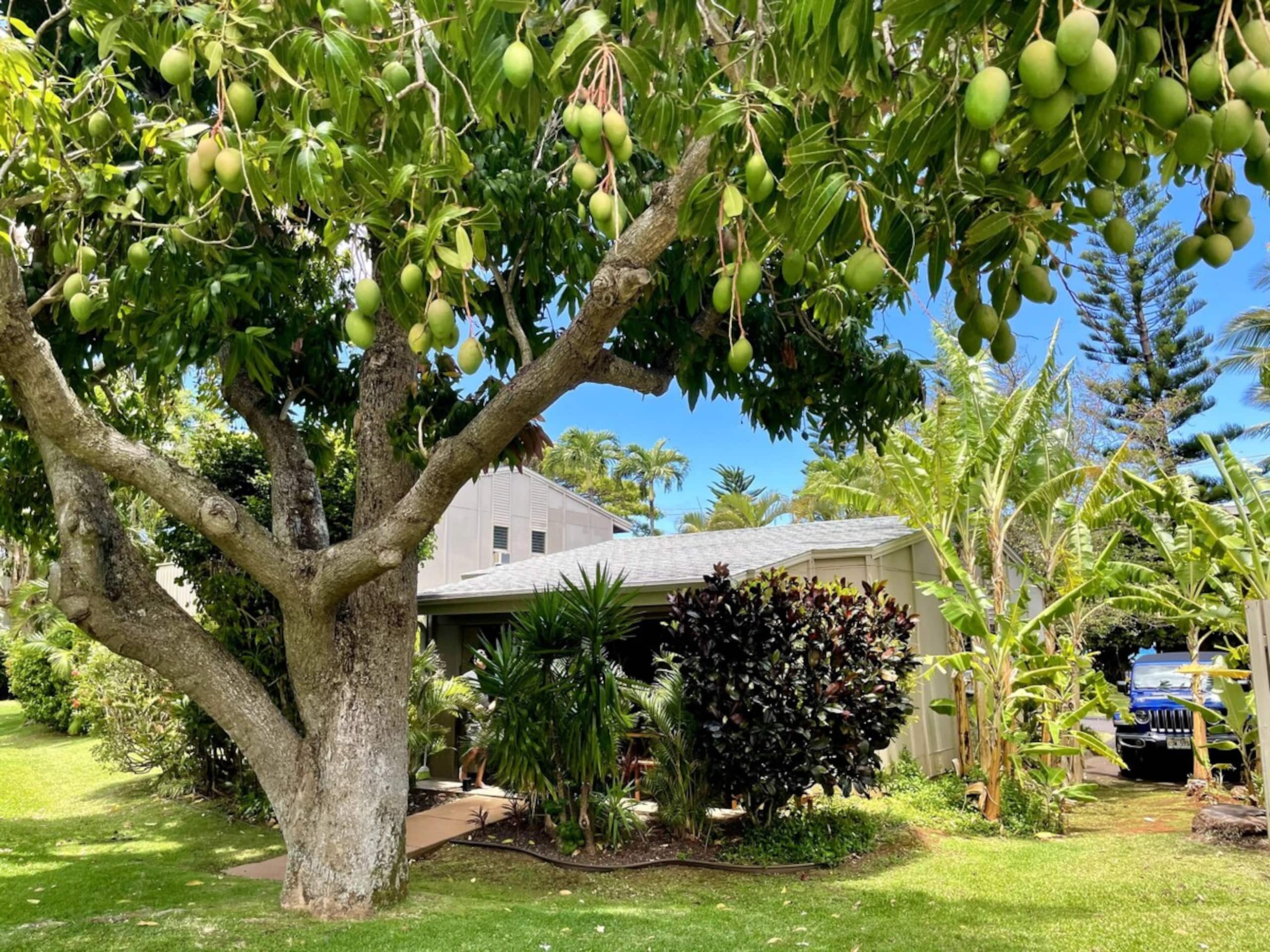 Peaceful Maui Bungalow | Ka Hale Aloha-Love Shack - Image 2
