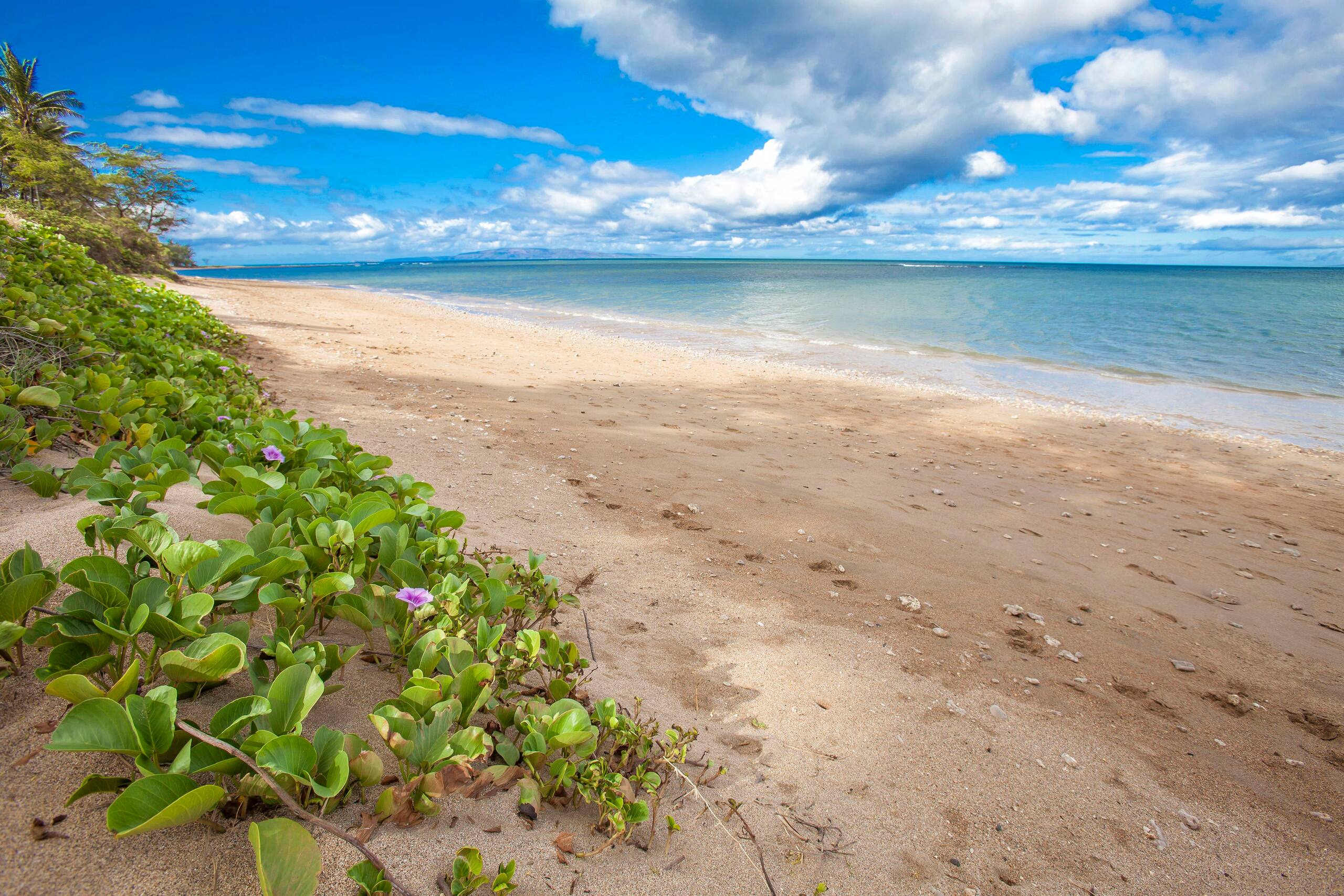 Condo in Kihei · ★4.81 · 2 bedrooms · 3 beds · 2 shared baths - Image 49
