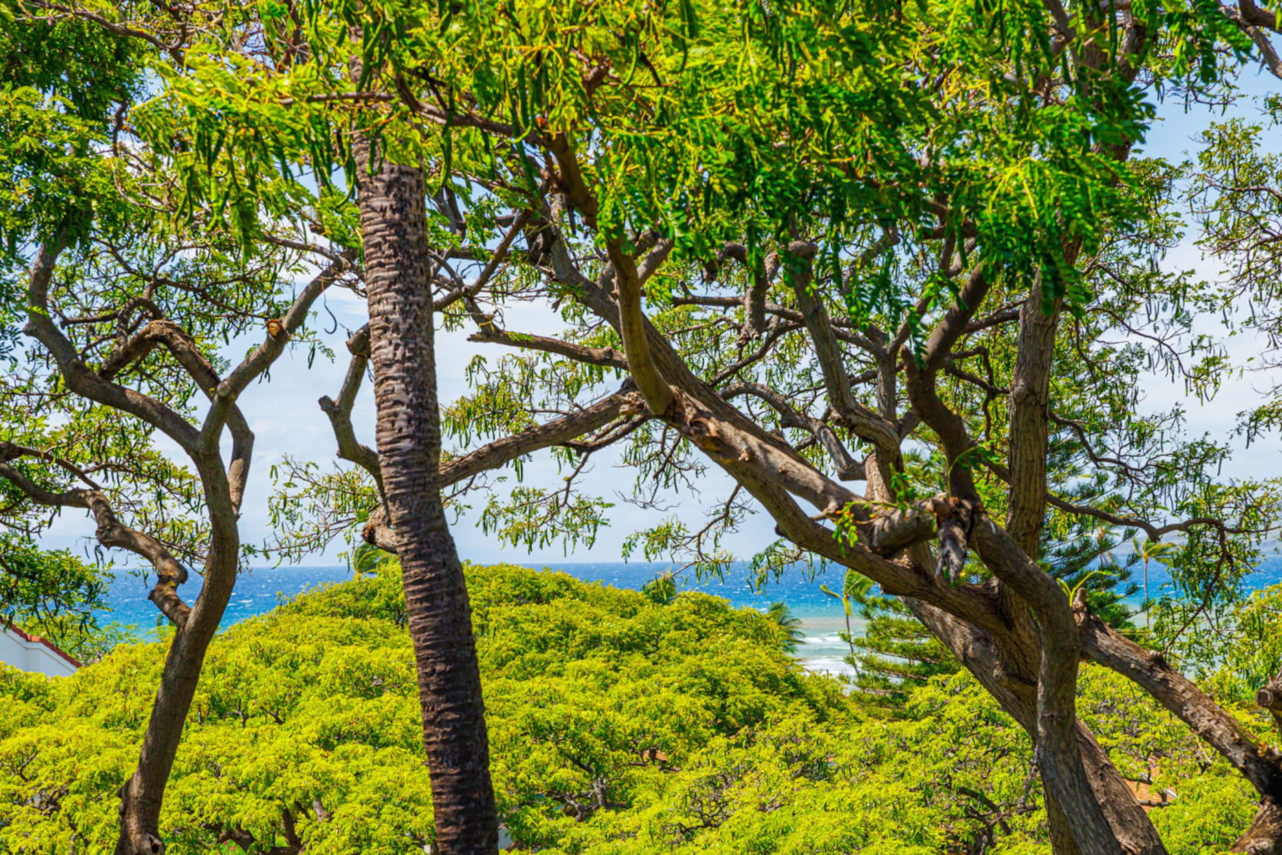 Condo in Kihei · ★4.65 · 2 bedrooms · 2 beds · 2 baths - Image 37