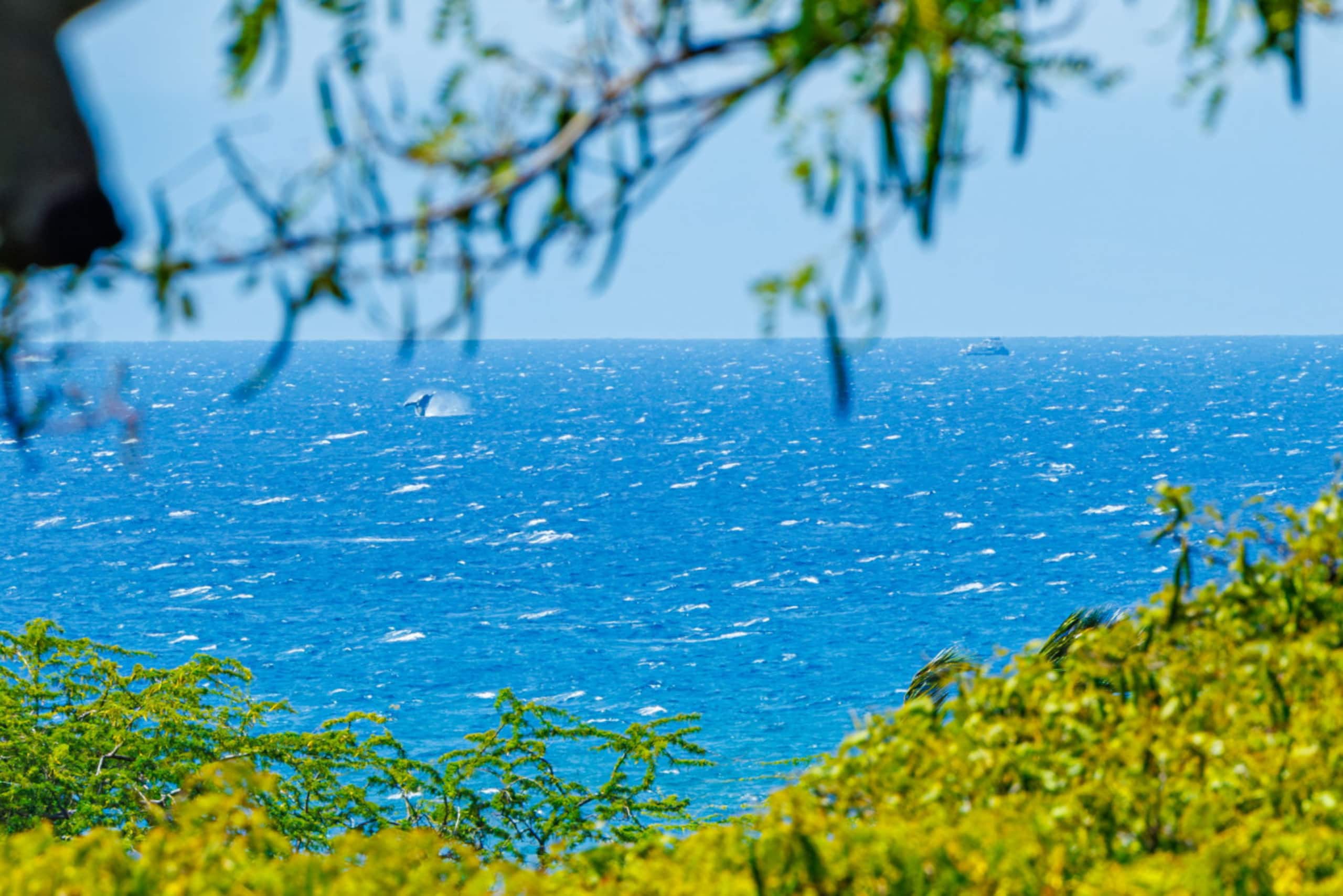 Condo in Kihei · ★4.65 · 2 bedrooms · 2 beds · 2 baths - Image 38