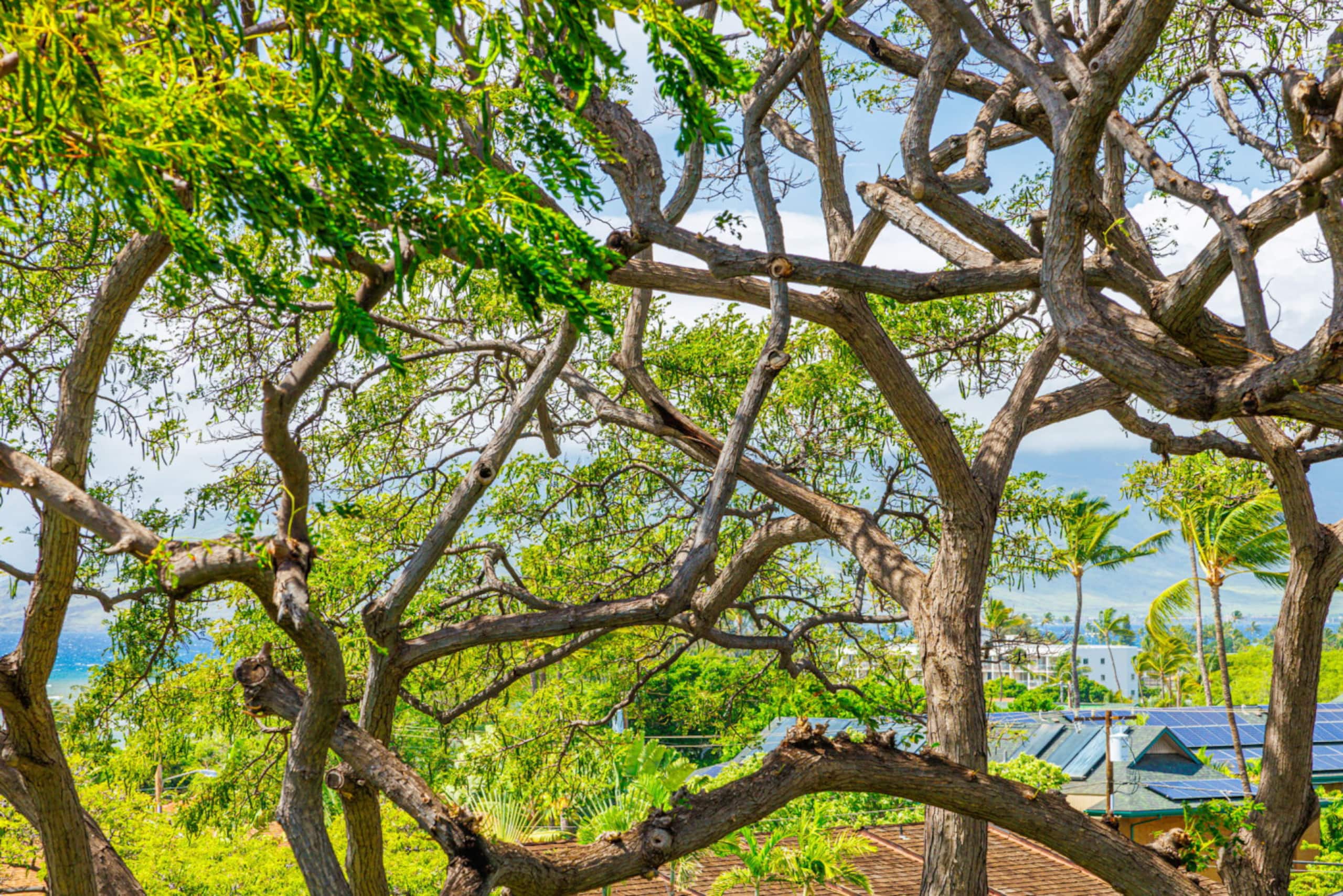 Condo in Kihei · ★4.65 · 2 bedrooms · 2 beds · 2 baths - Image 43