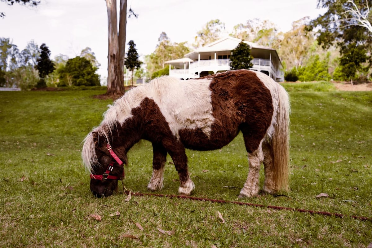A small brown and white pony grazes peacefully on the green grass. In the background, a spacious house with a white exterior and large verandah can be seen among the trees, contributing to a serene rural setting.