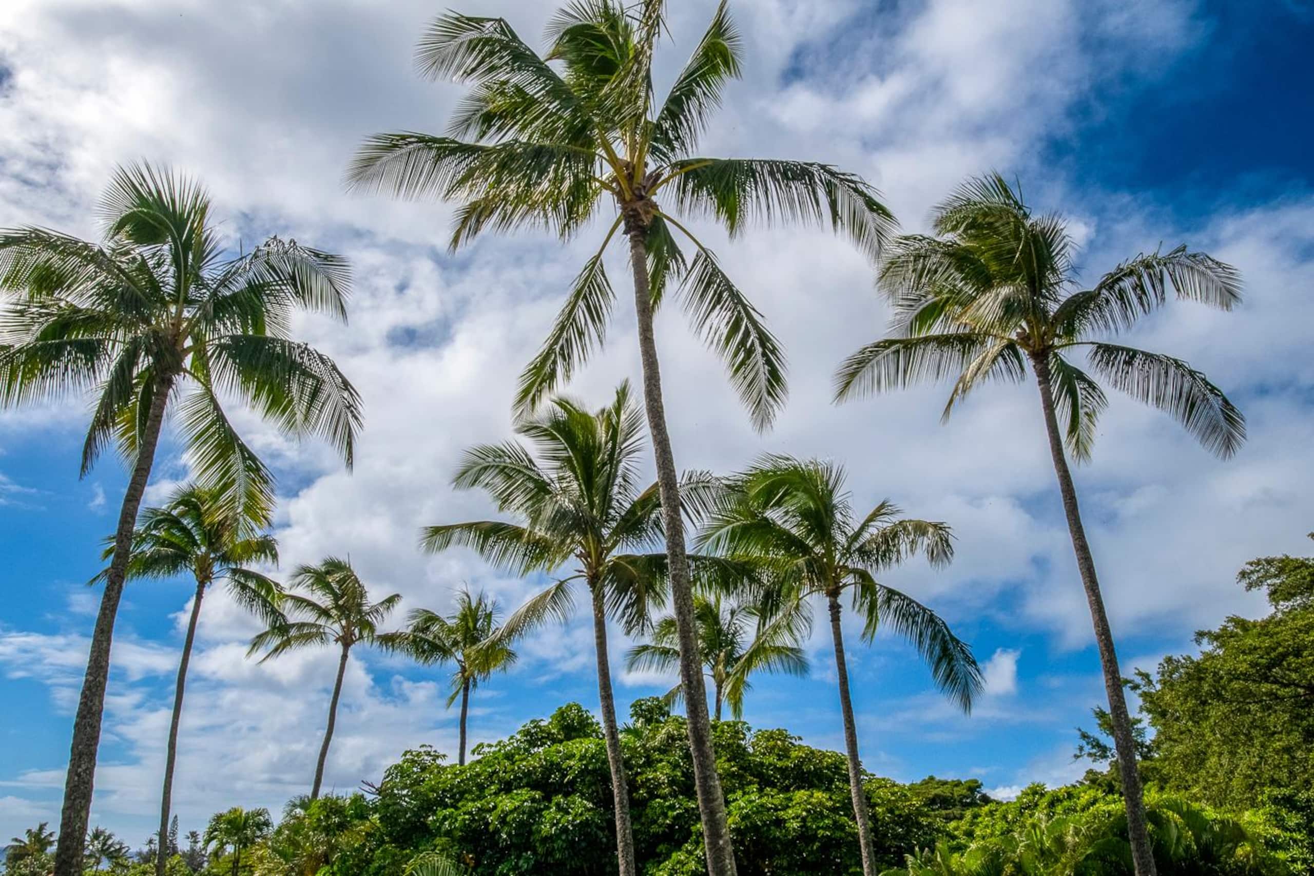 Condo in Koloa · ★4.35 · 1 bedroom · 1 bed · 1 bath - Image 44