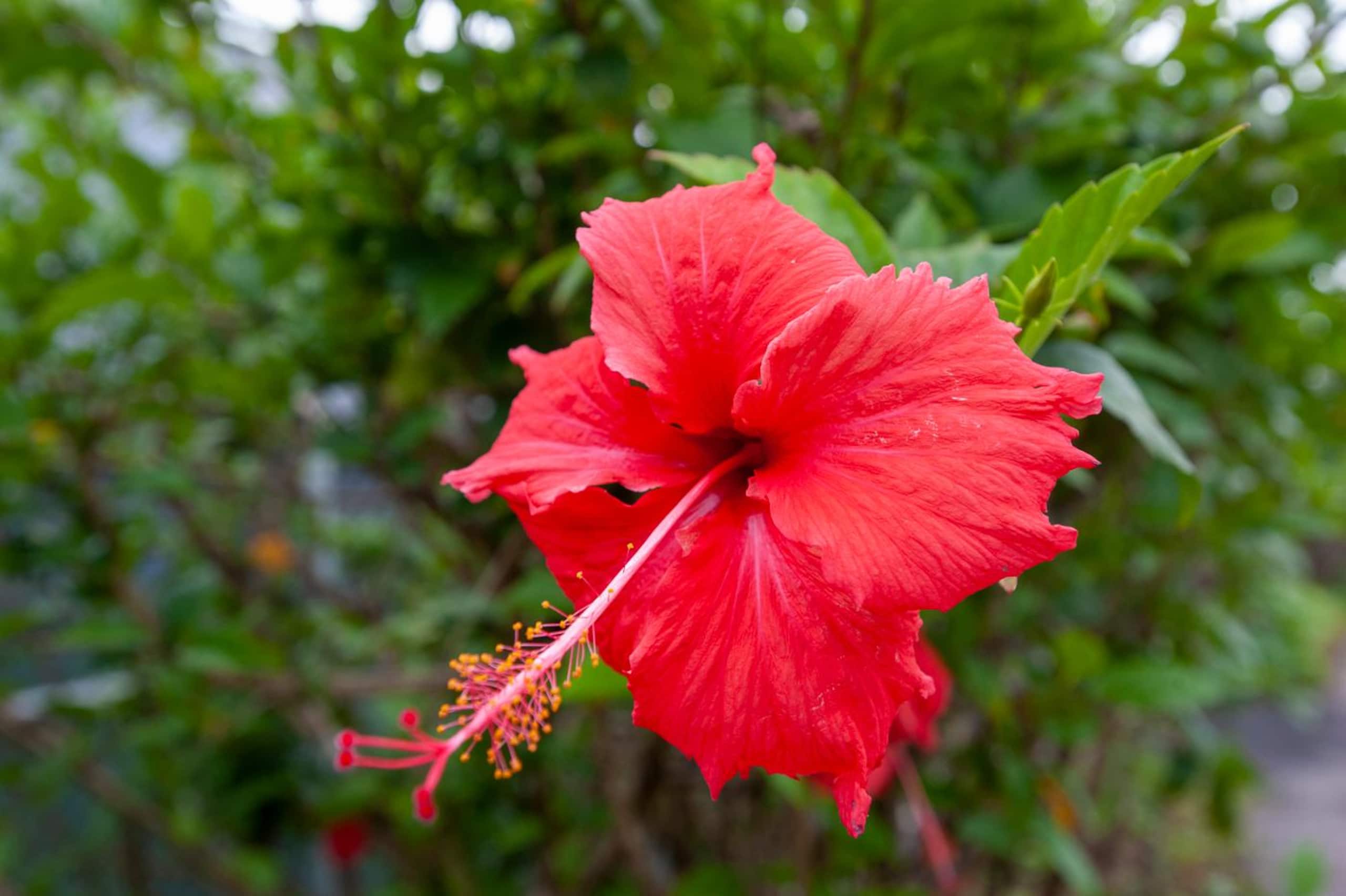 Condo in Koloa · ★4.35 · 1 bedroom · 1 bed · 1 bath - Image 45