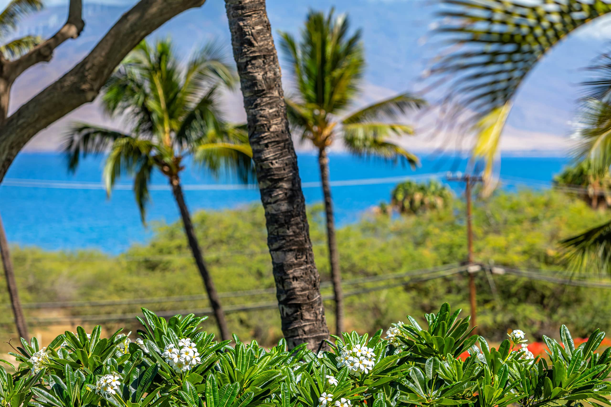 Condo in Kihei · ★4.91 · 1 bedroom · 2 beds · 2 private baths - Image 31