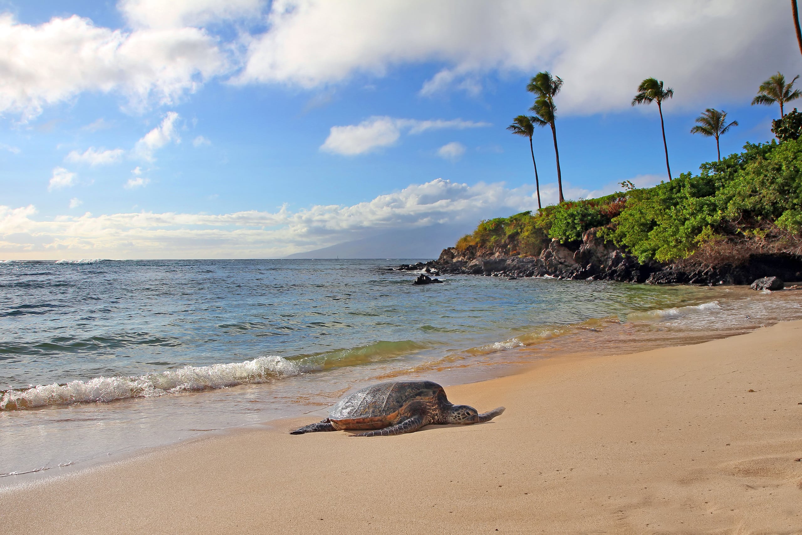 Condo in Lahaina · ★5.0 · 2 bedrooms · 4 beds · 3 baths - Image 45