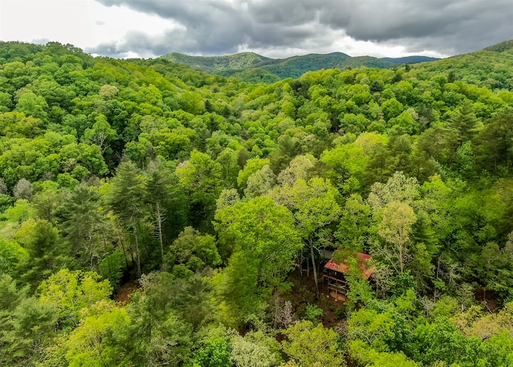 Bare Bear | Cherry Log, Ga - Cherry Log, GA