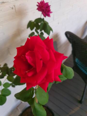 Heritage Accommodation York gallery image 3