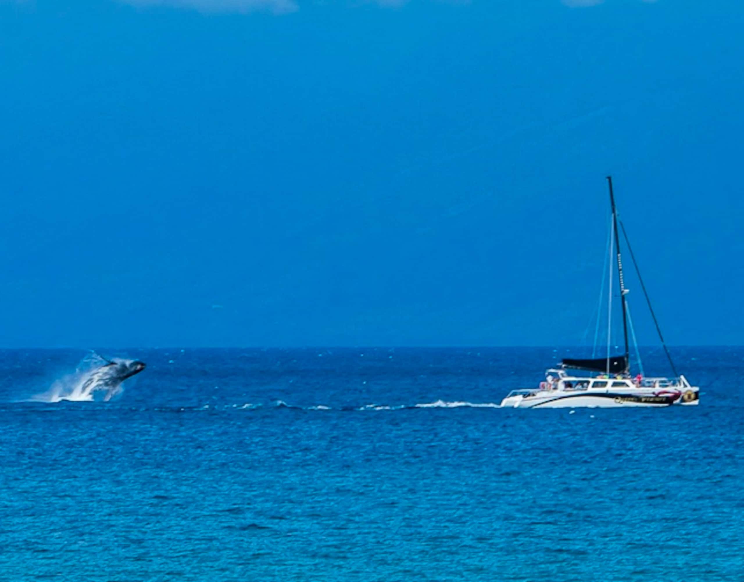 Condo in Lahaina · ★4.93 · 2 bedrooms · 2 beds · 2 private baths - Image 24