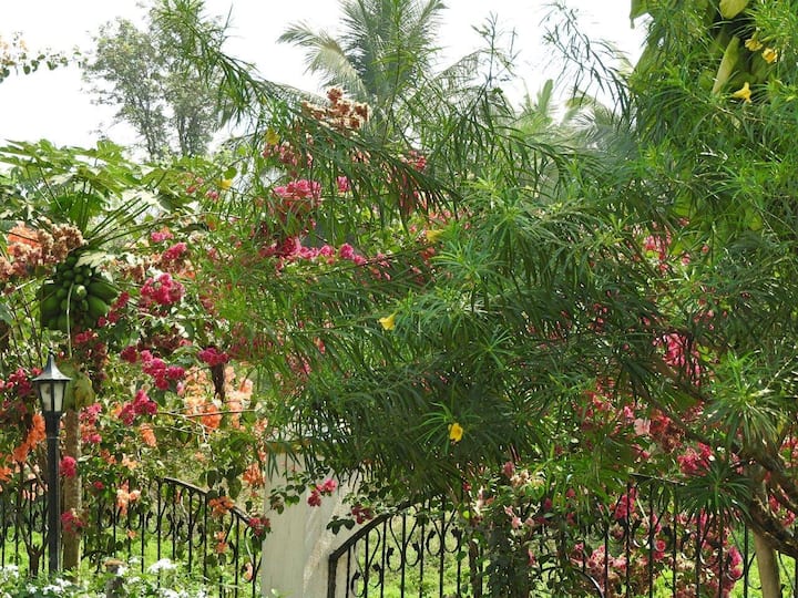 View from the terrace - everything blossoming March 24