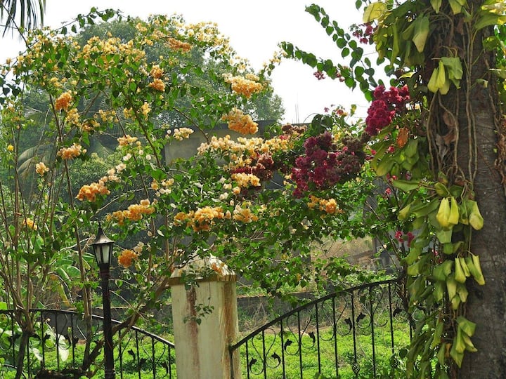 View from the terrace - palms and flowers everywhere - March 22