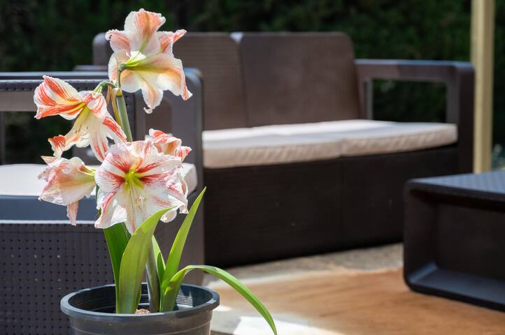 Villa Mallorca Paradise gallery image 4