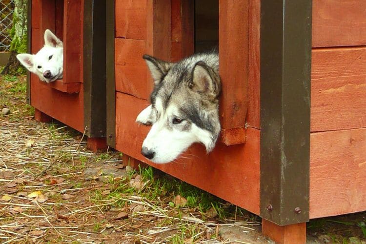 Two huskies are seen resting in wooden dog houses, with one dog peering out curiously while the other lounges with its head outside. The surrounding area features natural earth tones and patches of greenery.