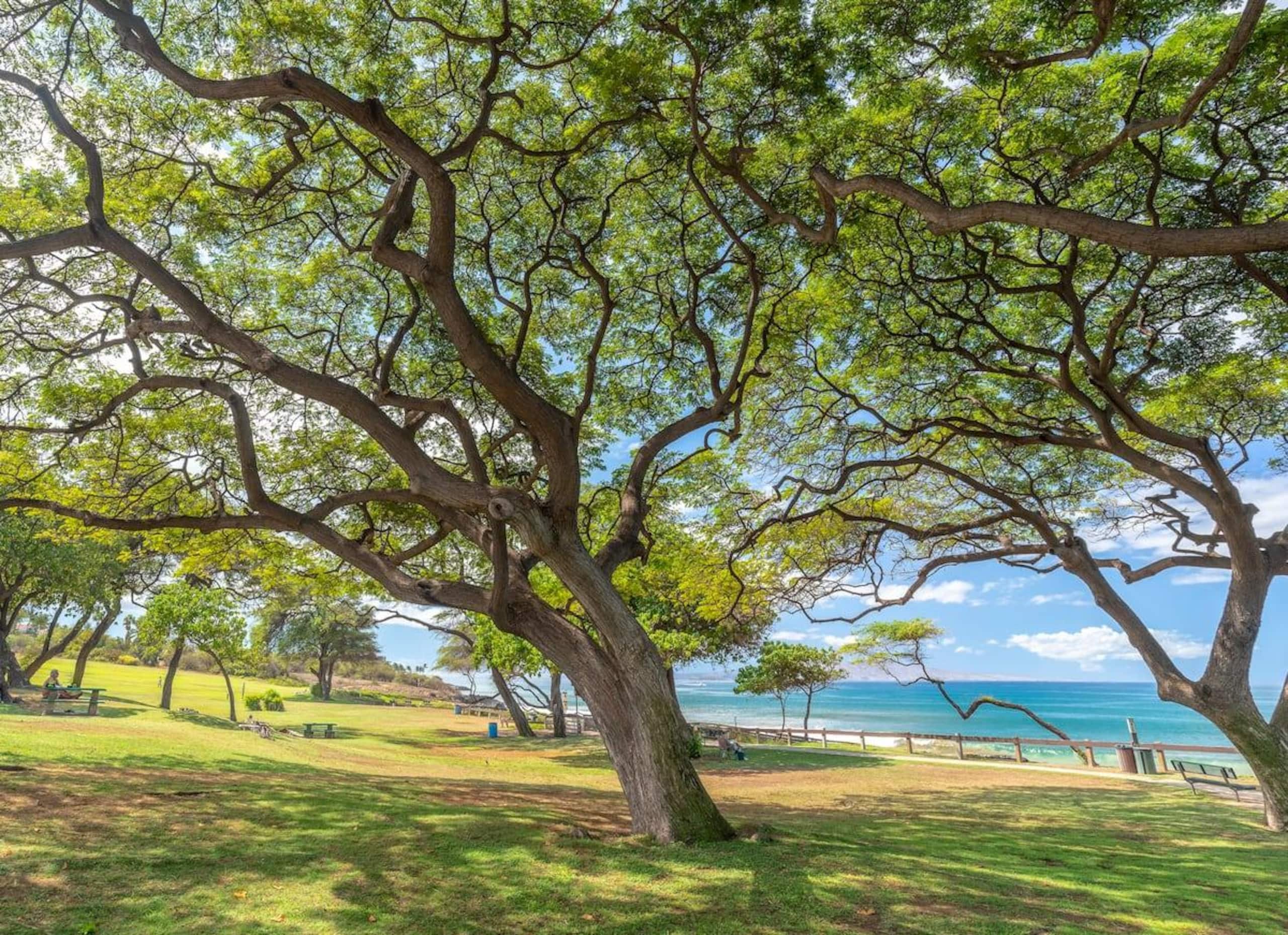 Condo in Kihei · ★4.93 · 2 bedrooms · 2 beds · 2 private baths - Image 55