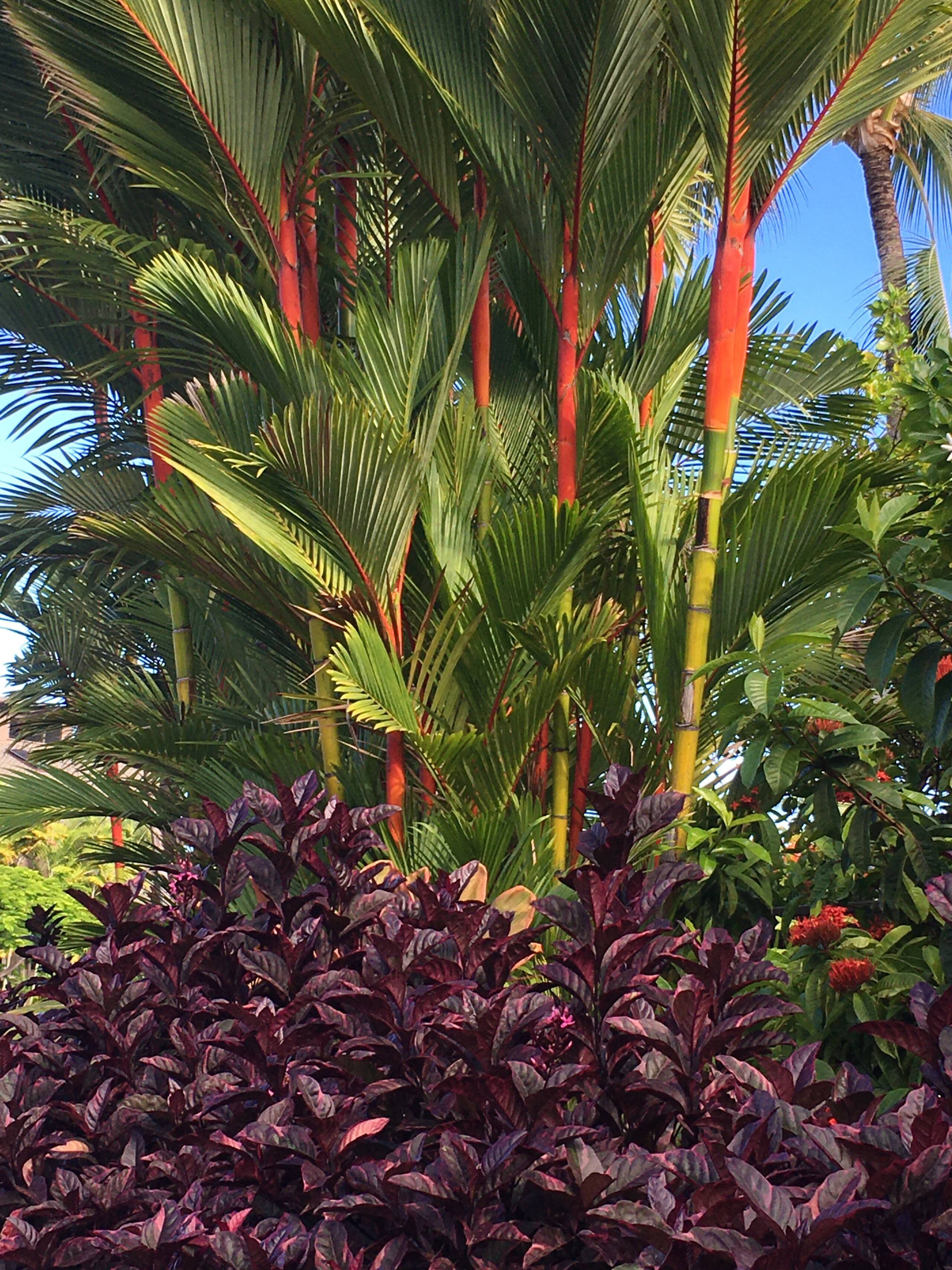 Luxurious & Spacious condo - Kanaloa Resort #3503 - Image 31